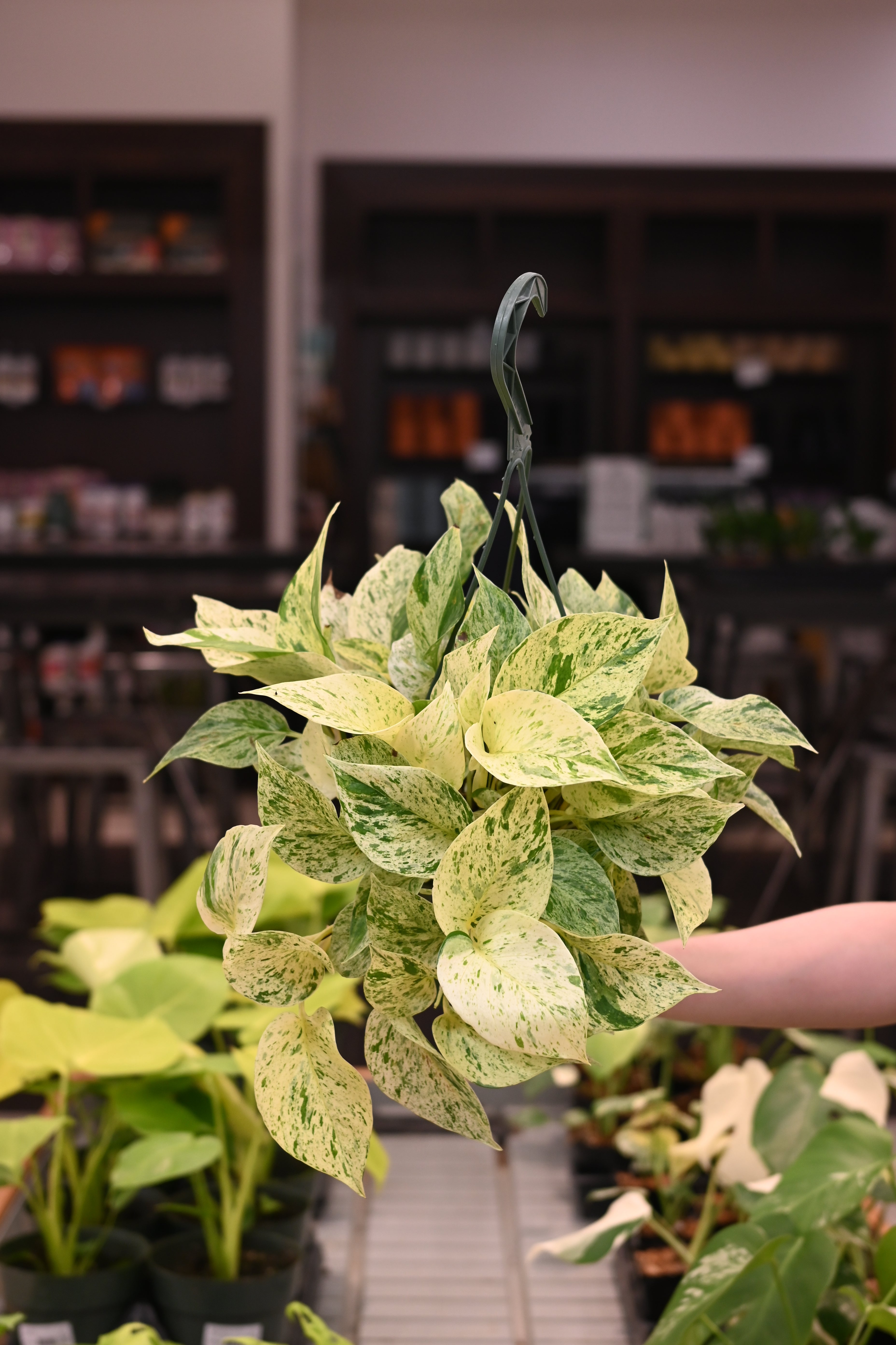 Snow Queen Pothos