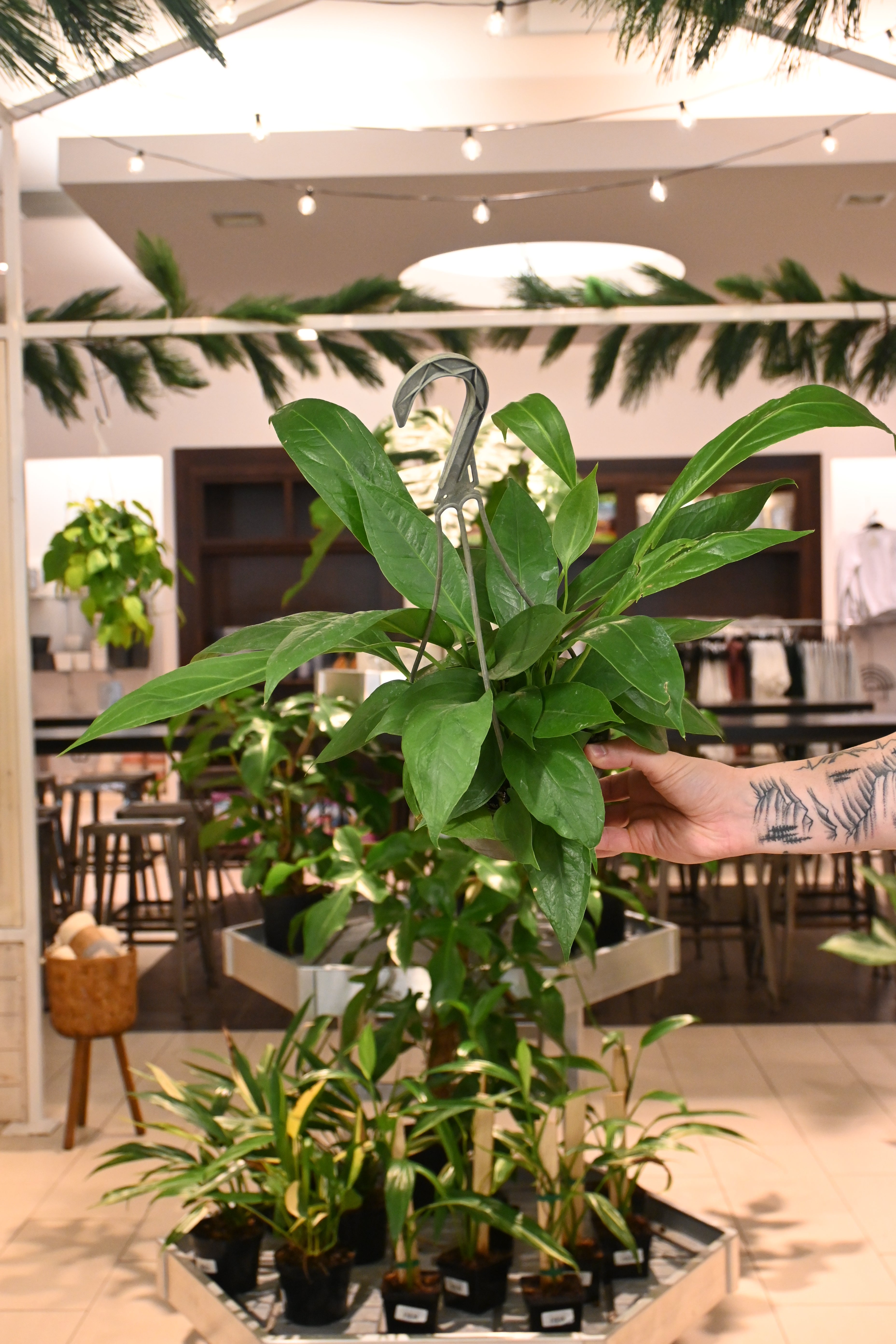 big anthurium Anthurium Big Bill