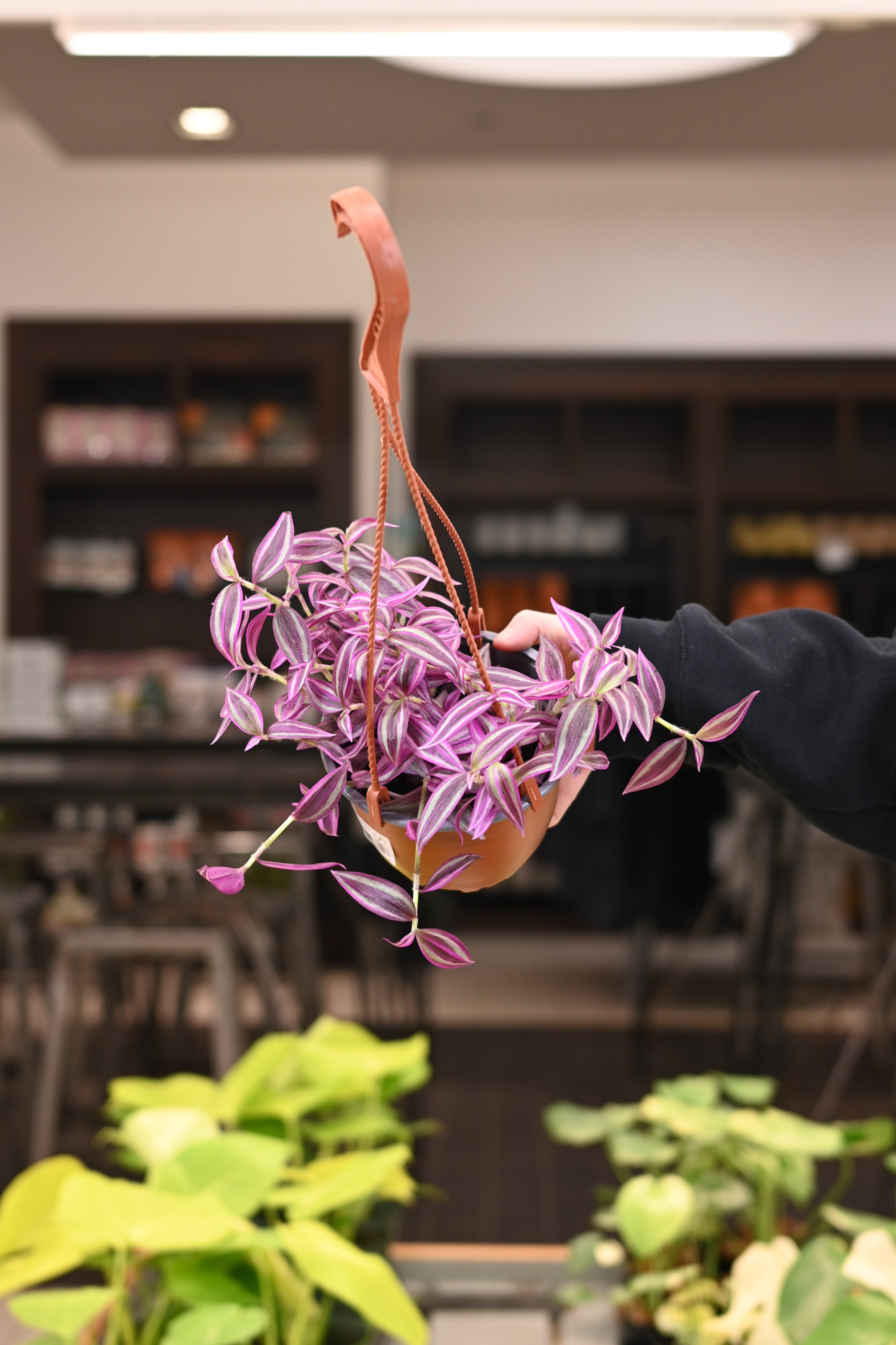 Tradescantia Pink Paradise