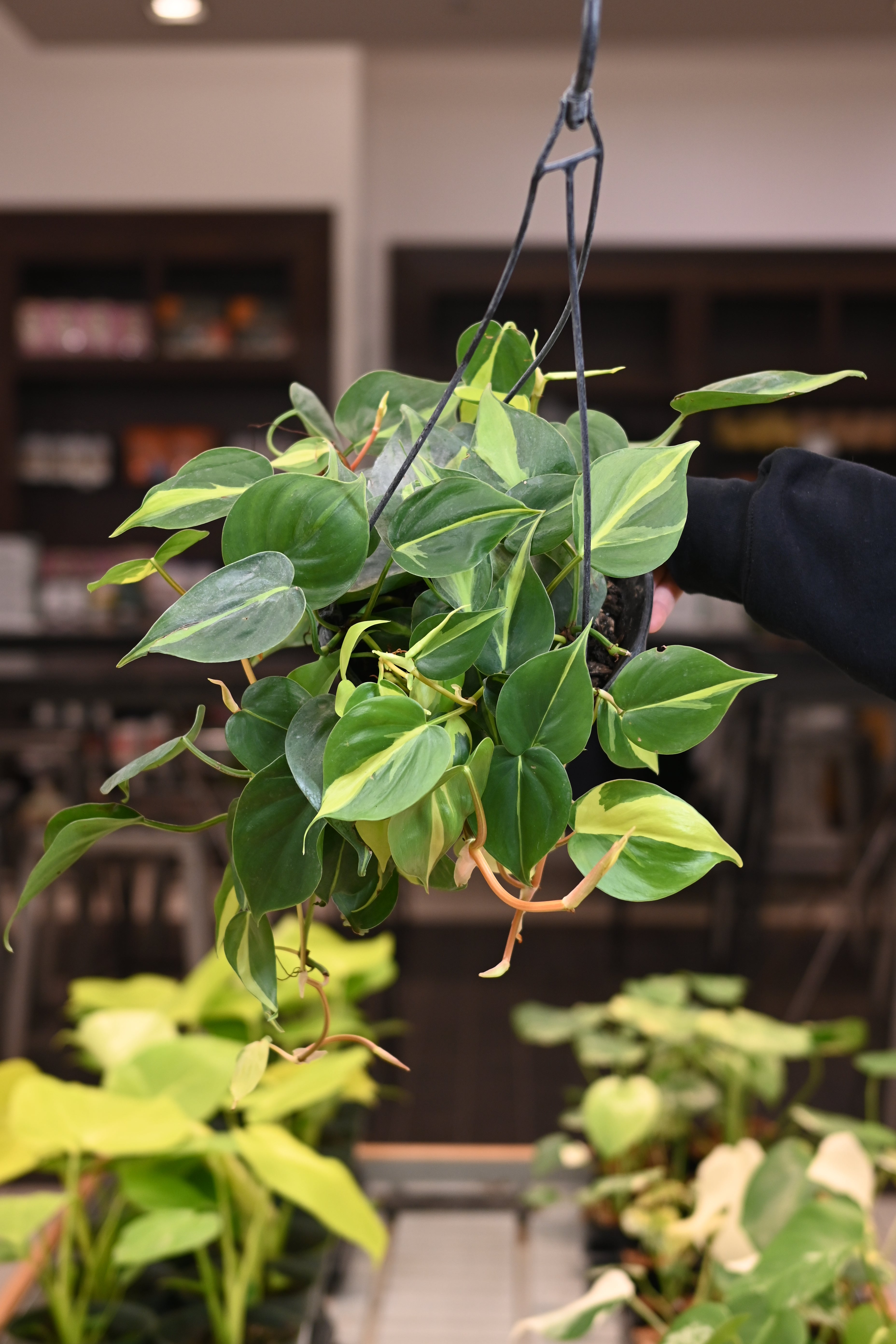 Philodendron Brazil