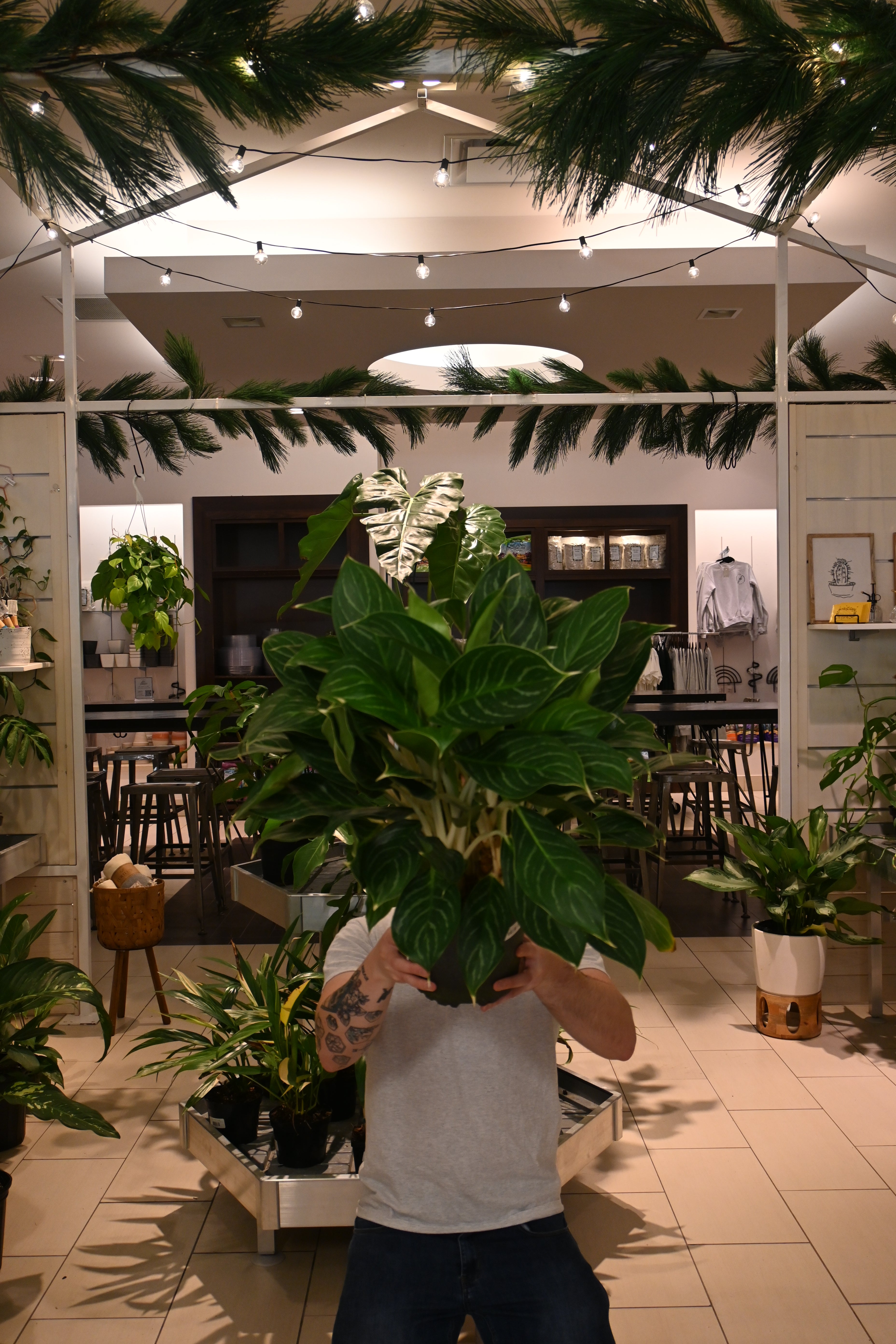 Aglaonema Golden Bay