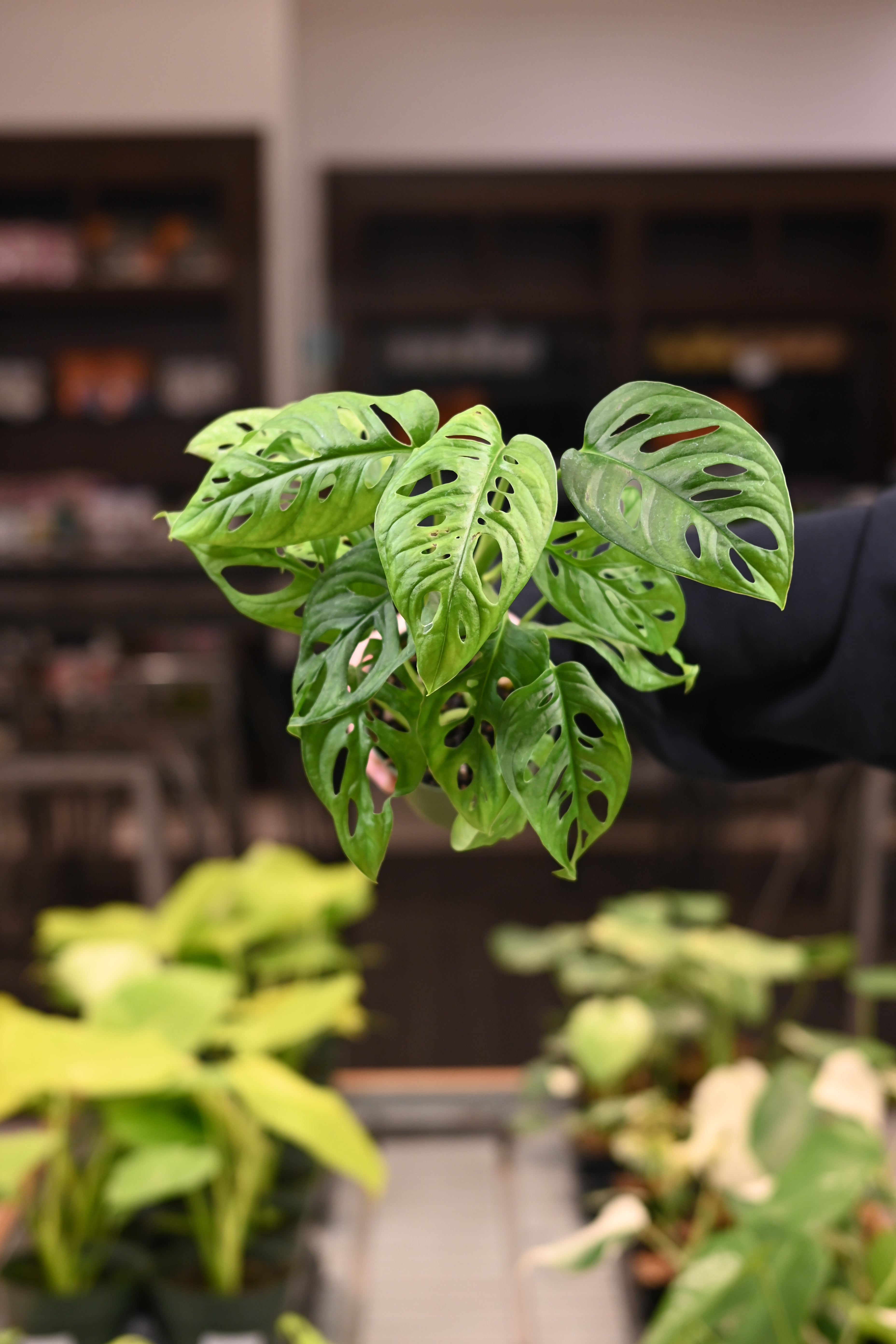Monstera Adansonii Wide Form