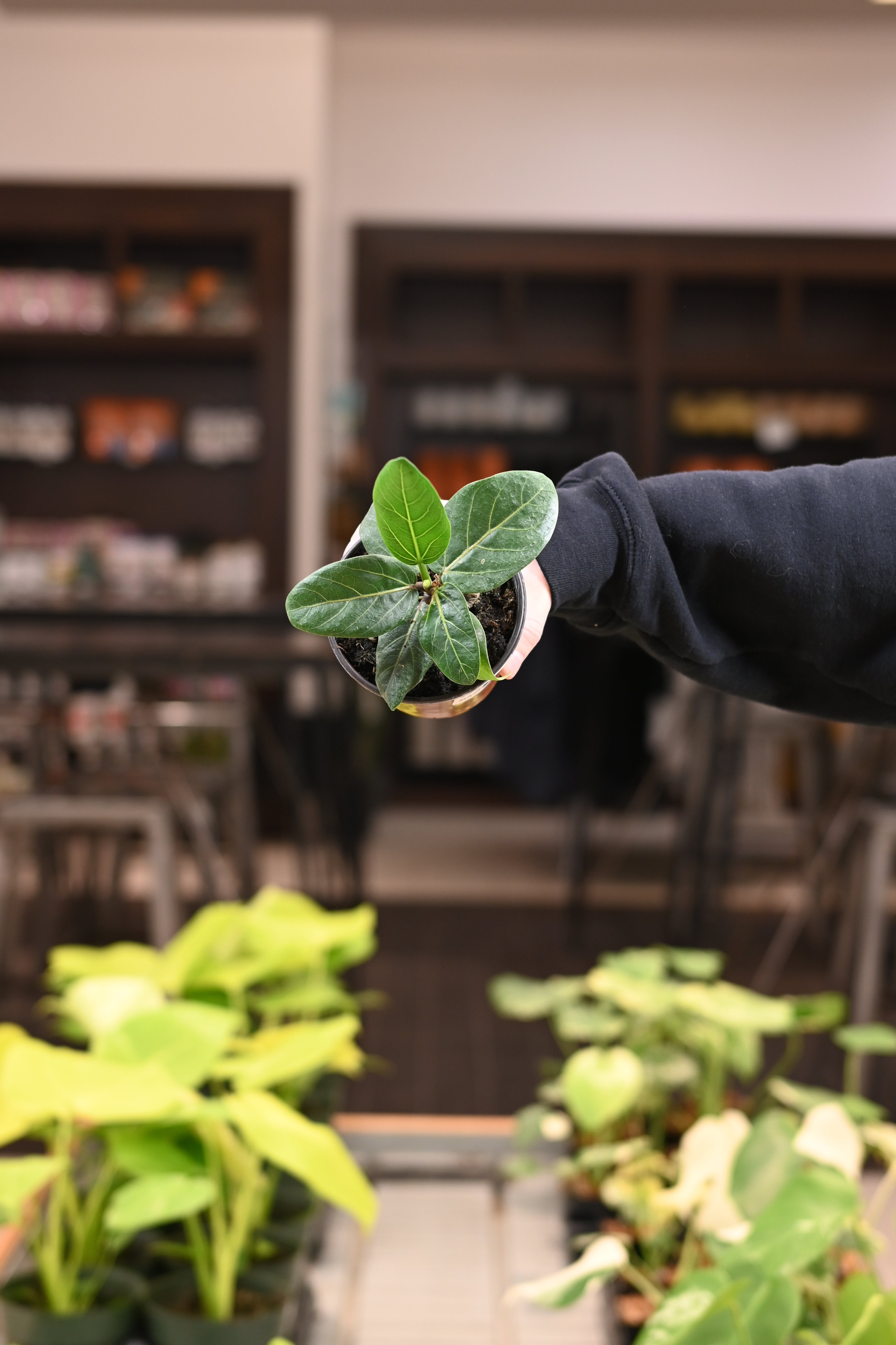 Ficus Audrey