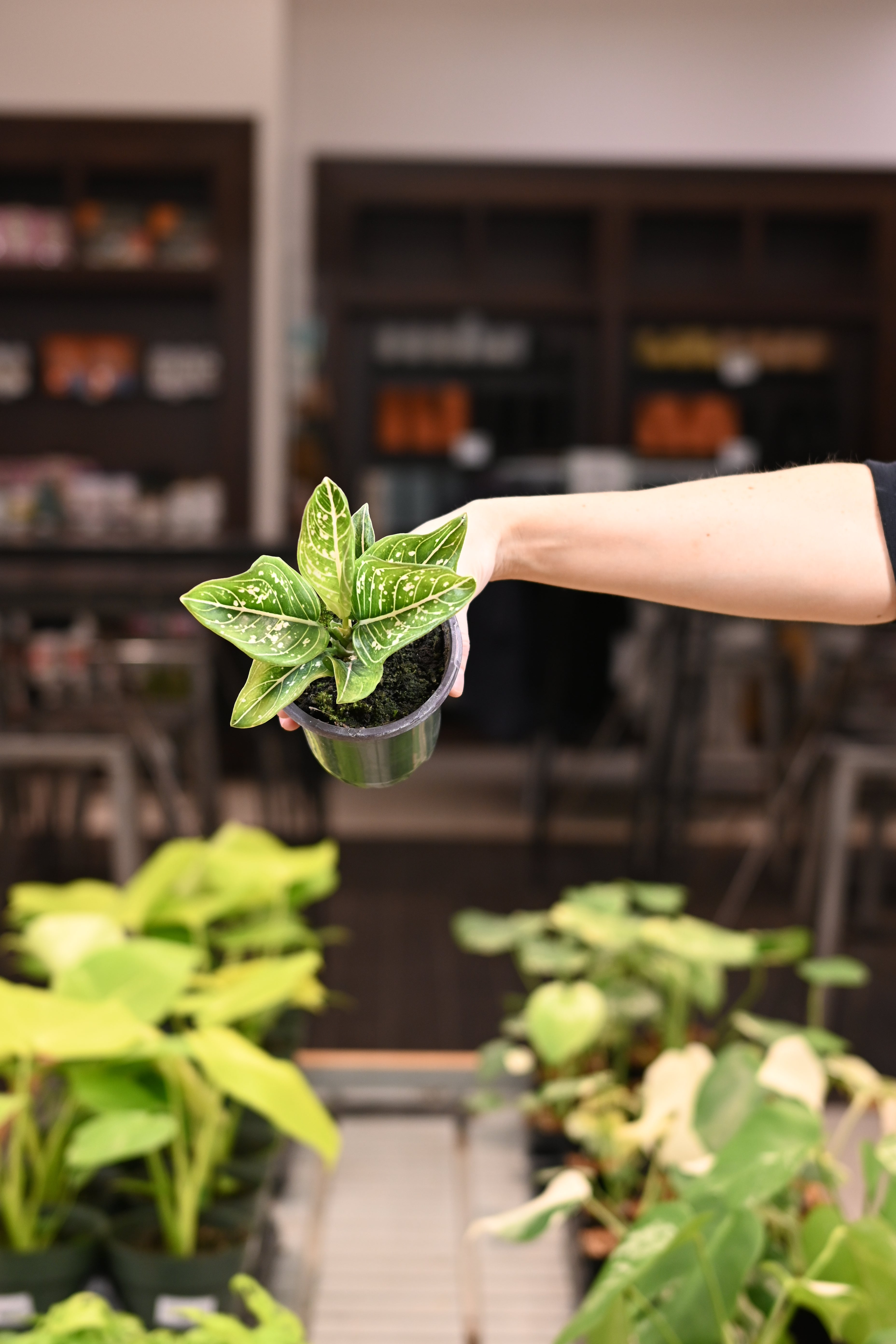 Aglaonema Tom&