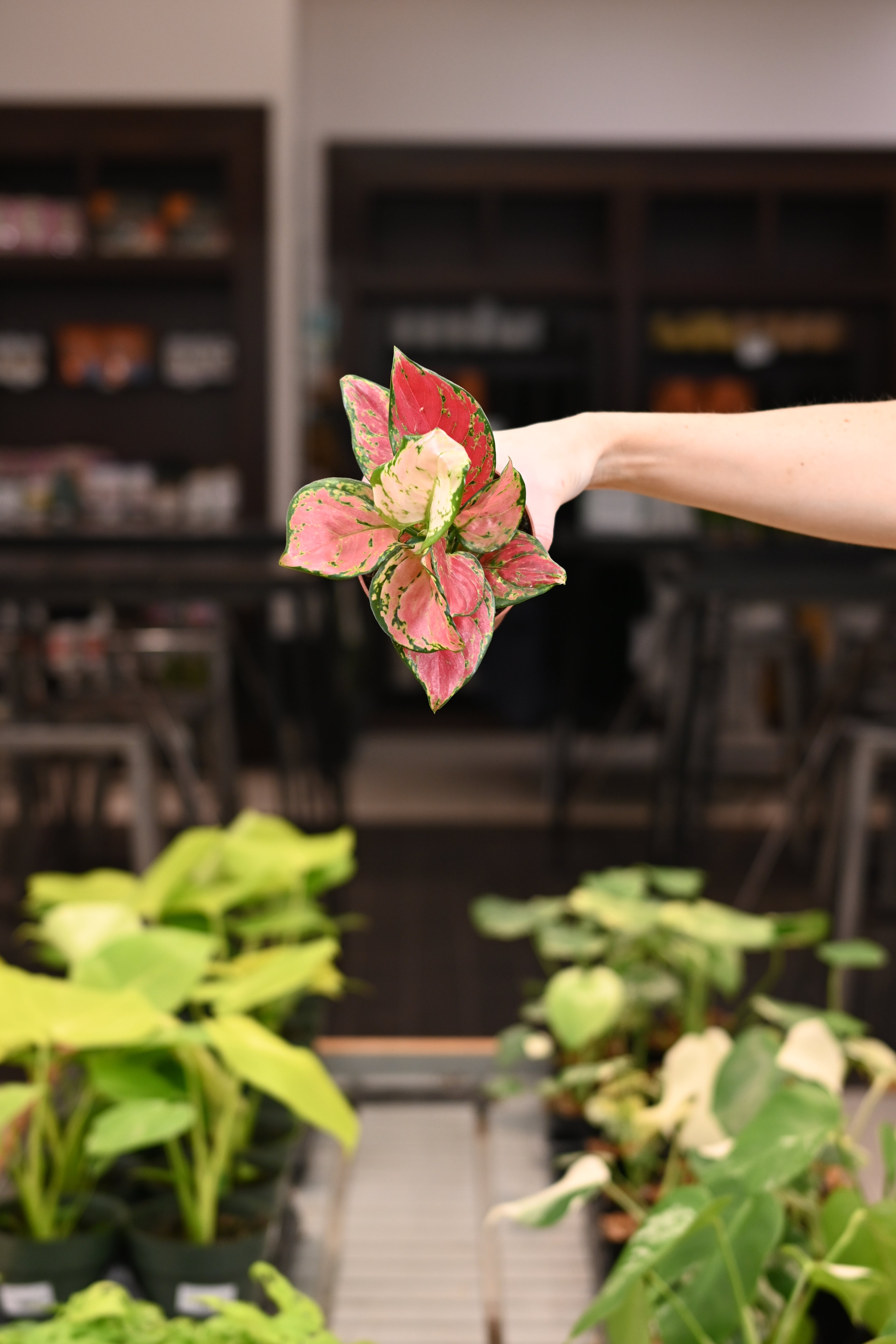 Aglaonema Red Valentine