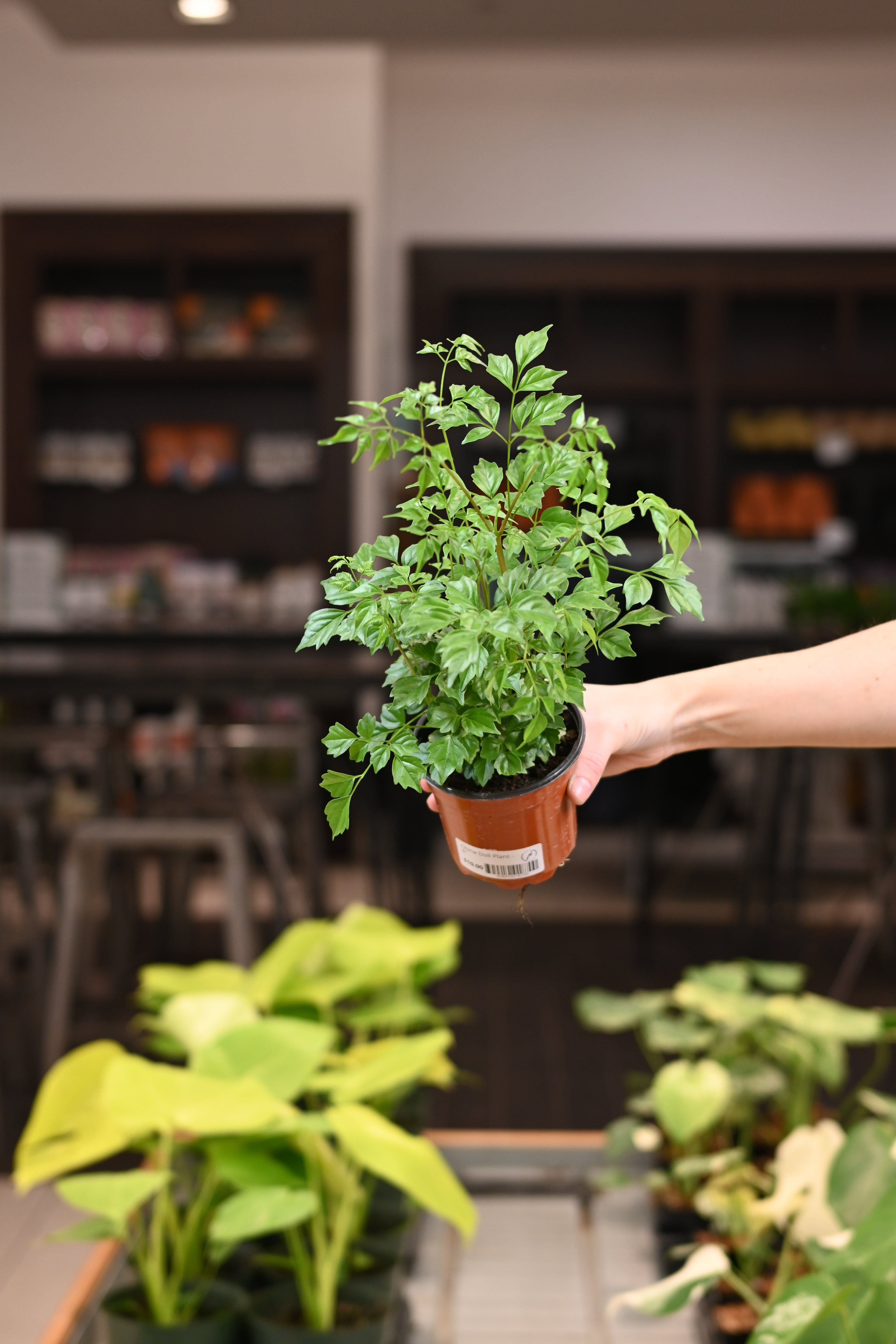 China Doll Plant
