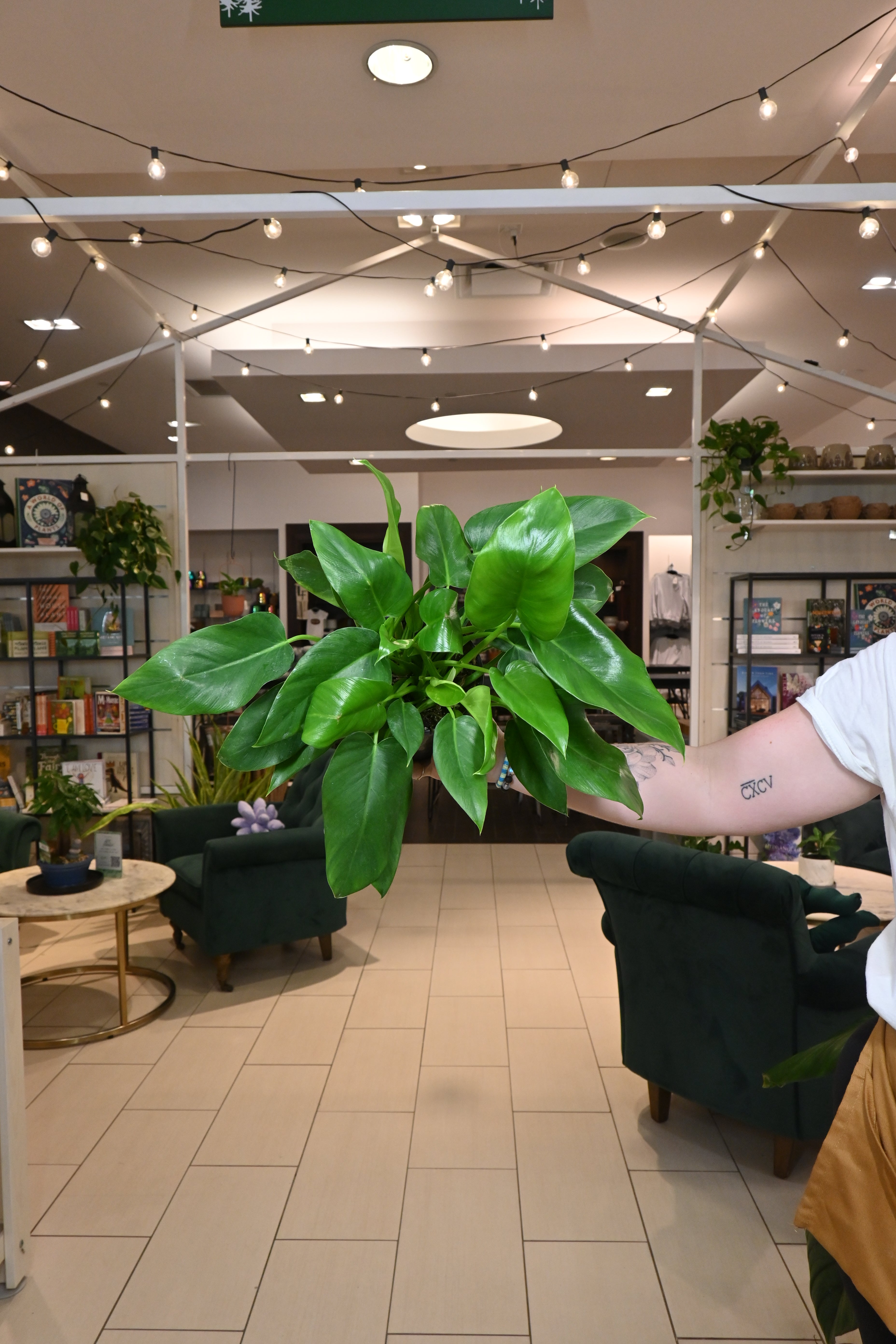 philodendron giganteum houseplant Philodendron Giganteum – Lost in the Forrest
