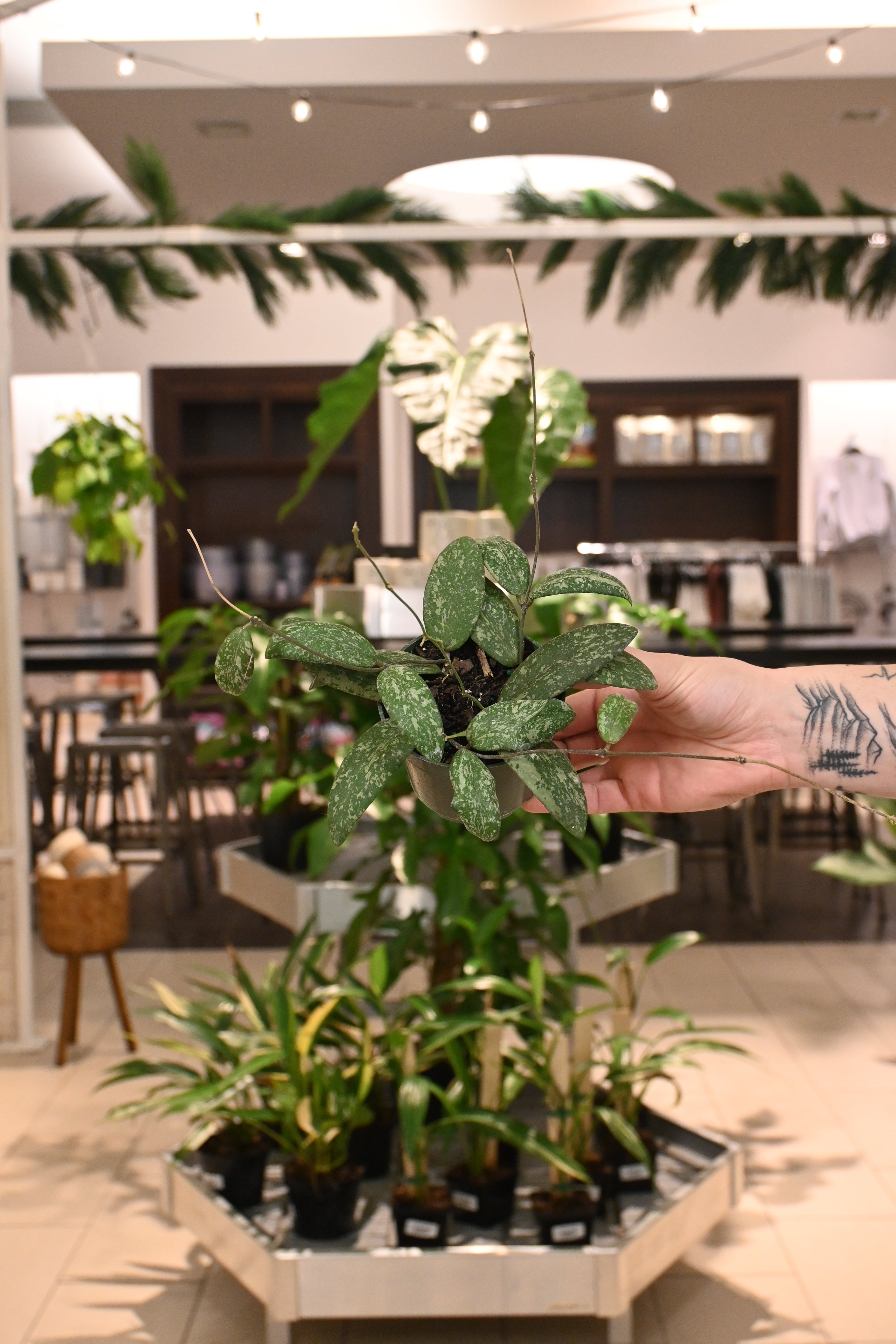 Hoya Sigillatis AH001 Bornero