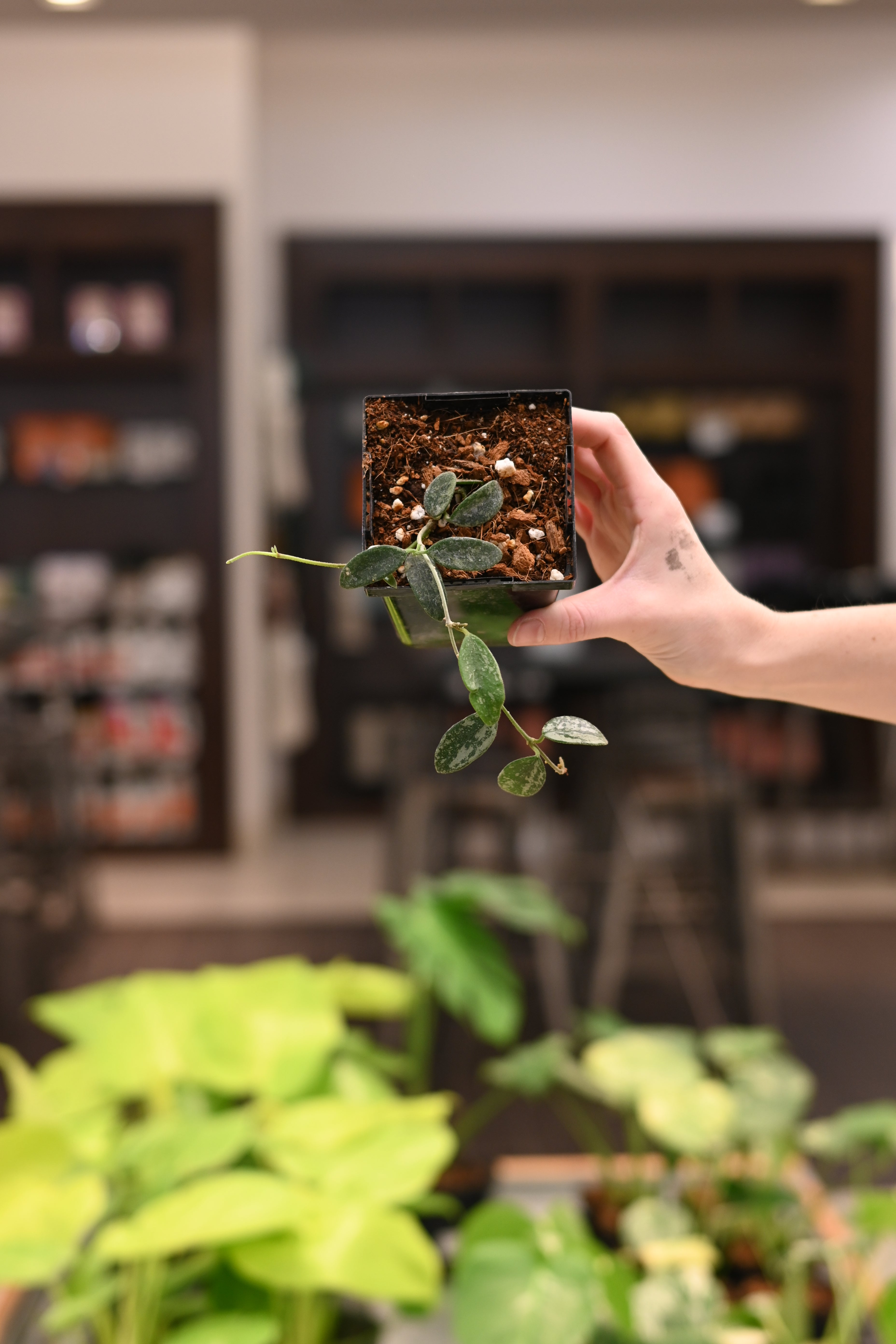 Hoya Edamame