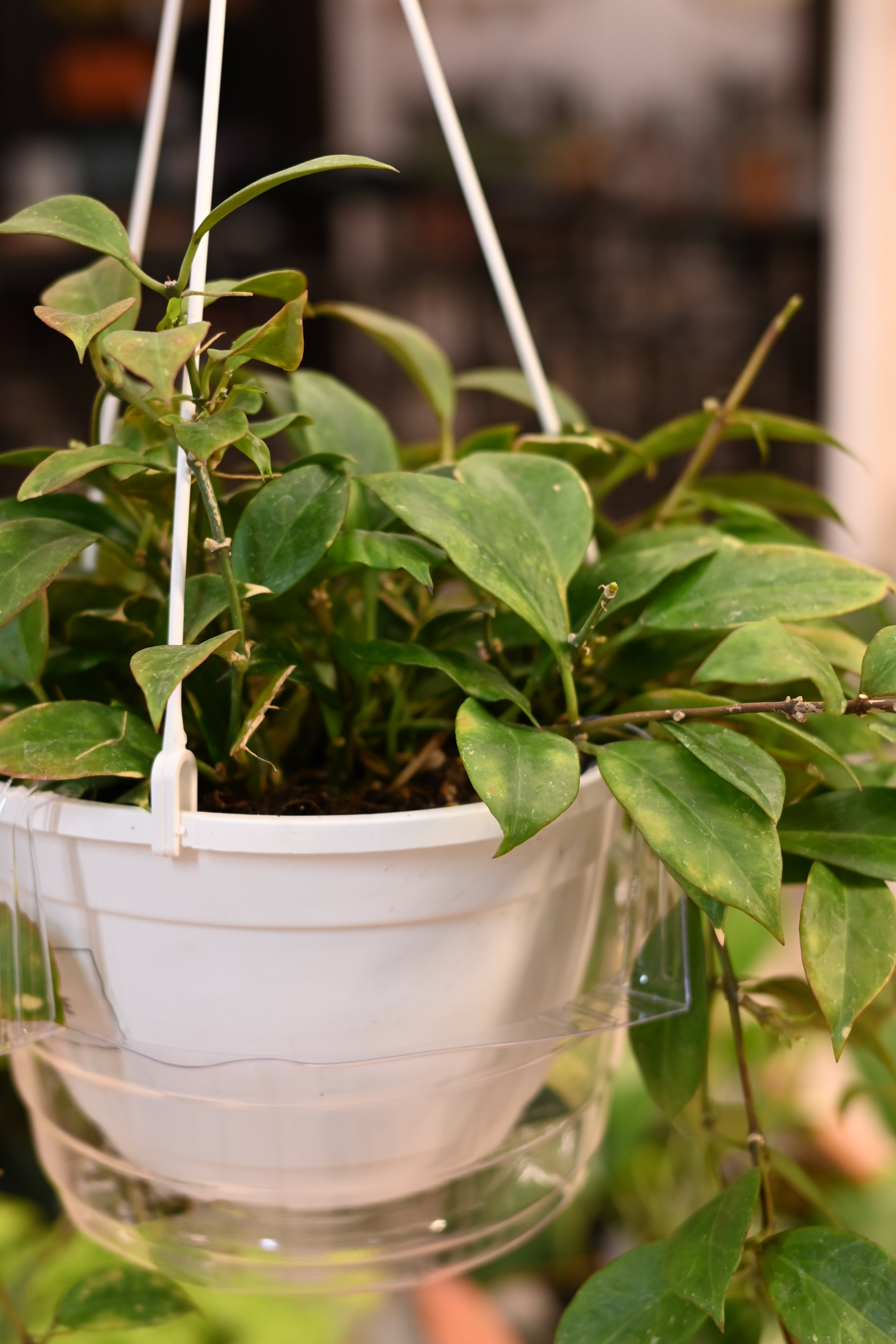 Clear Hanging Basket Drip Pan