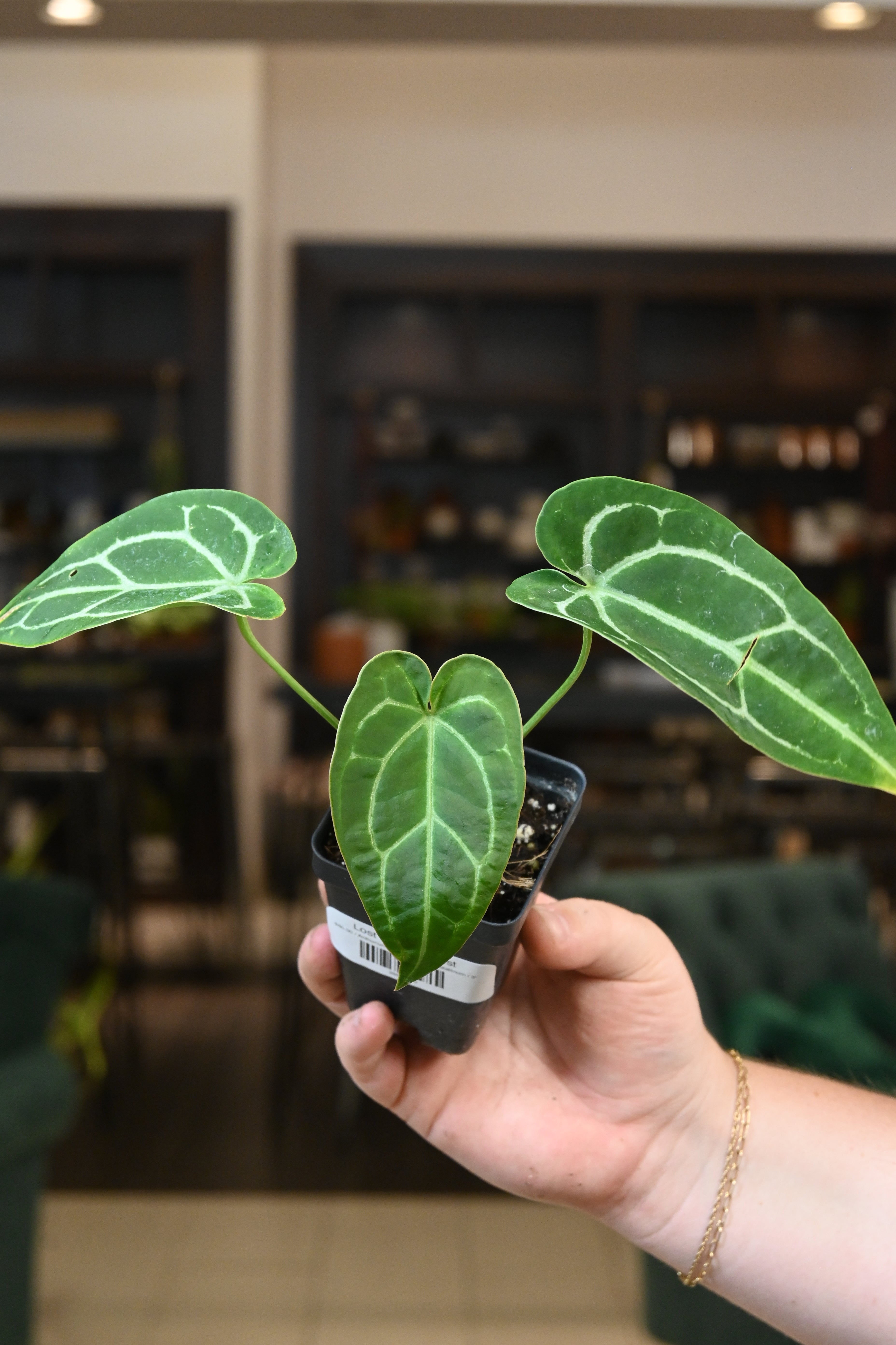 anthurium velvet Anthurium 'Blue Velvet' x Crystallinum