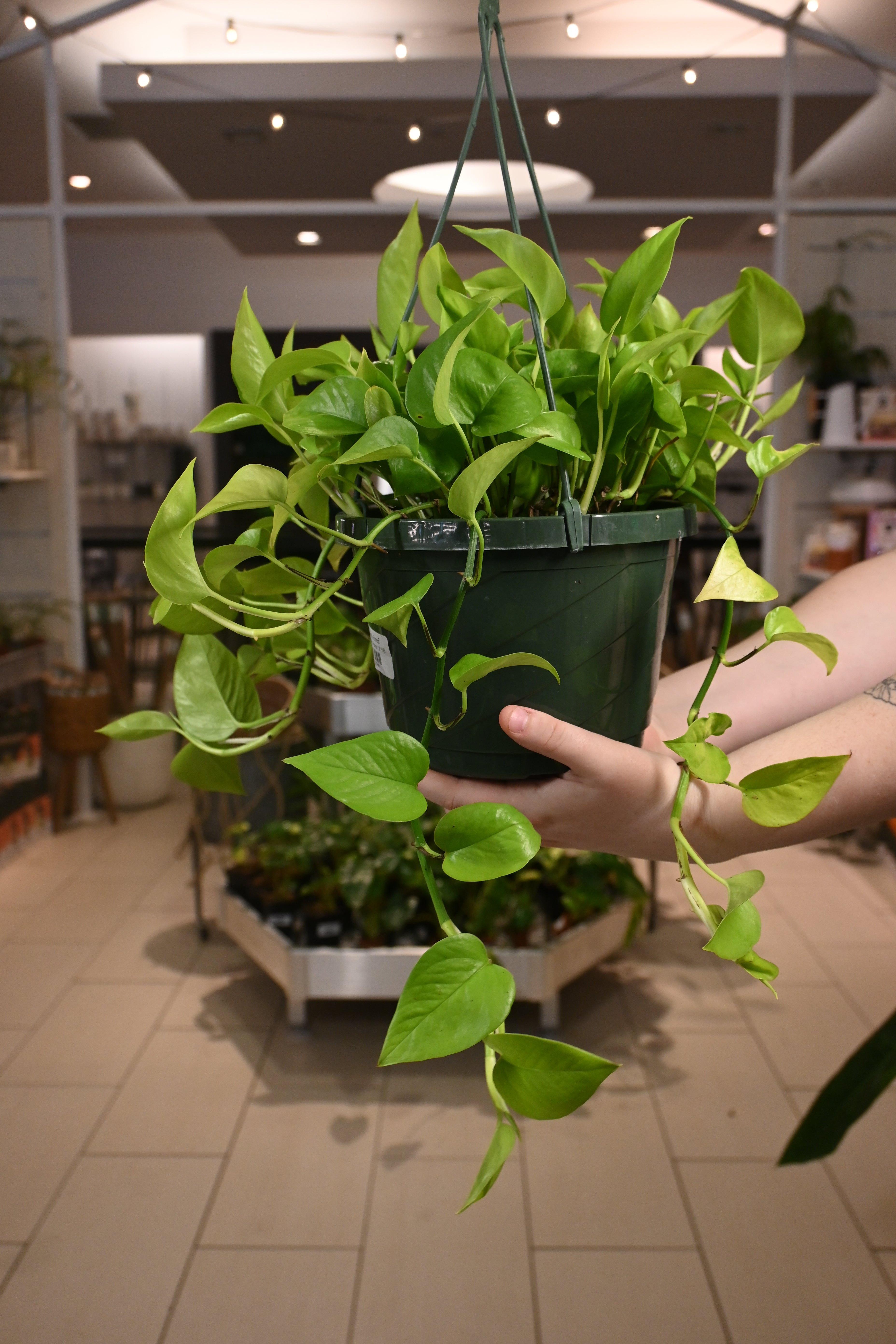 Neon Pothos