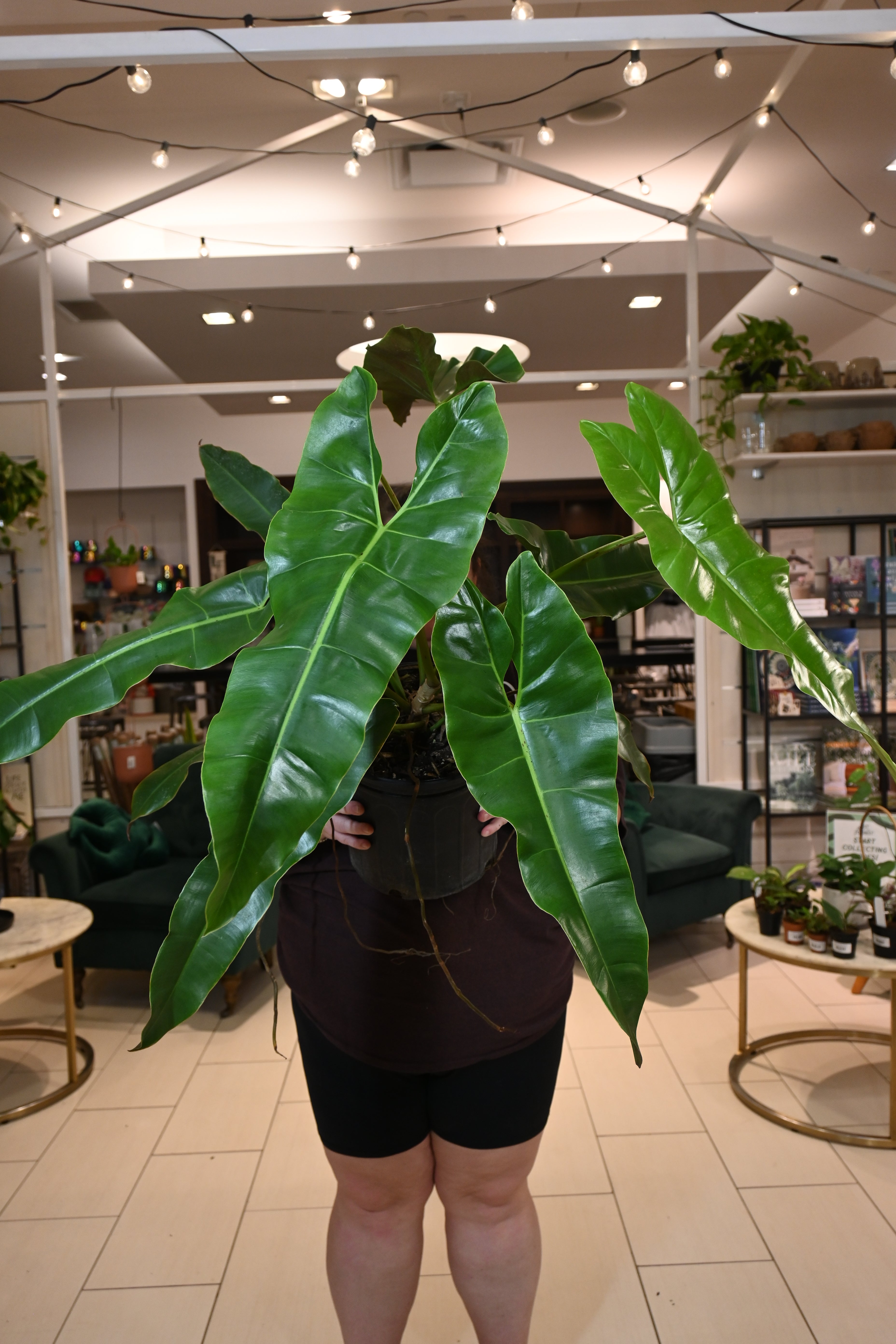 Philodendron Atabapoense