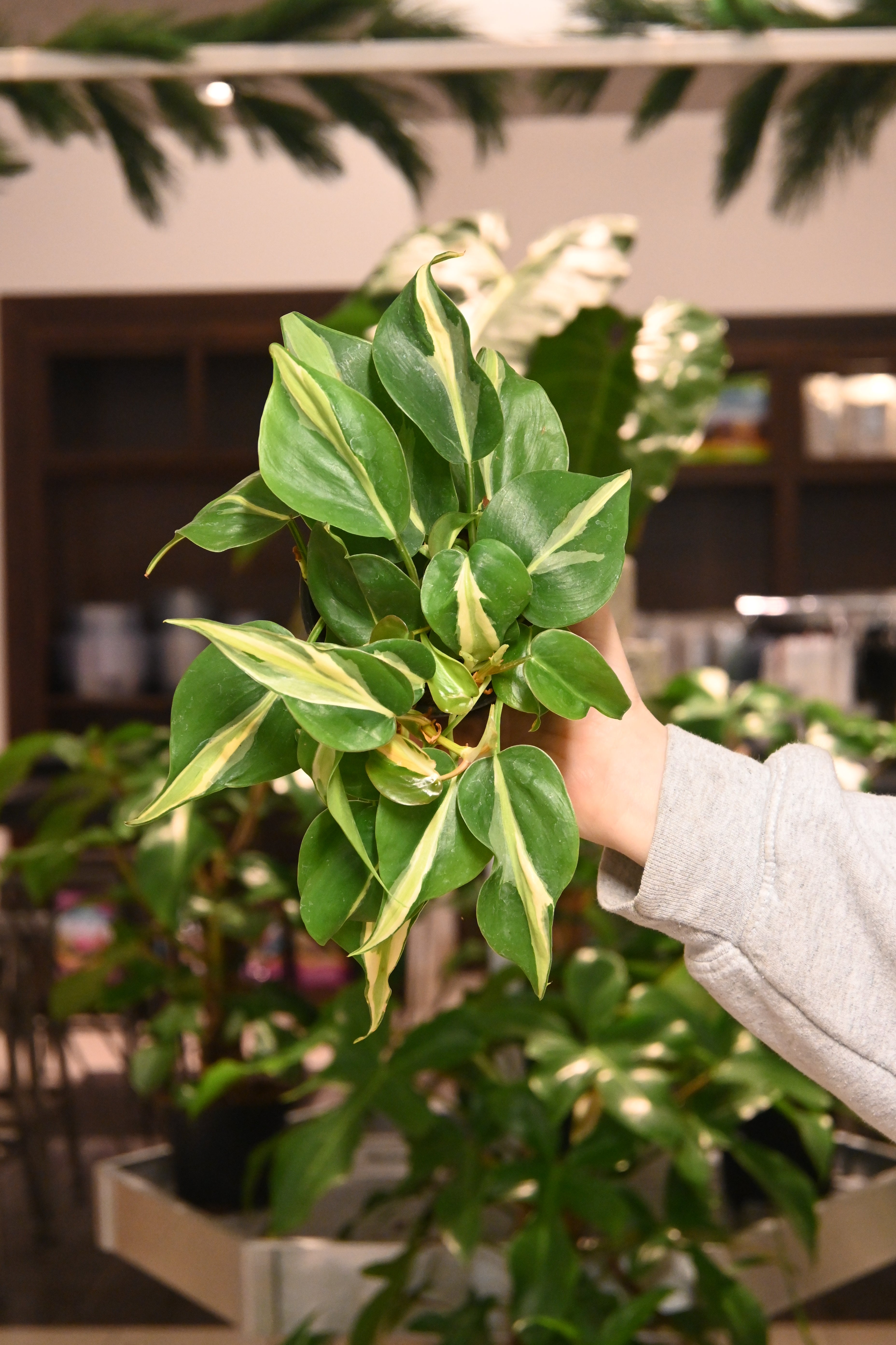 Philodendron Silver Stripe