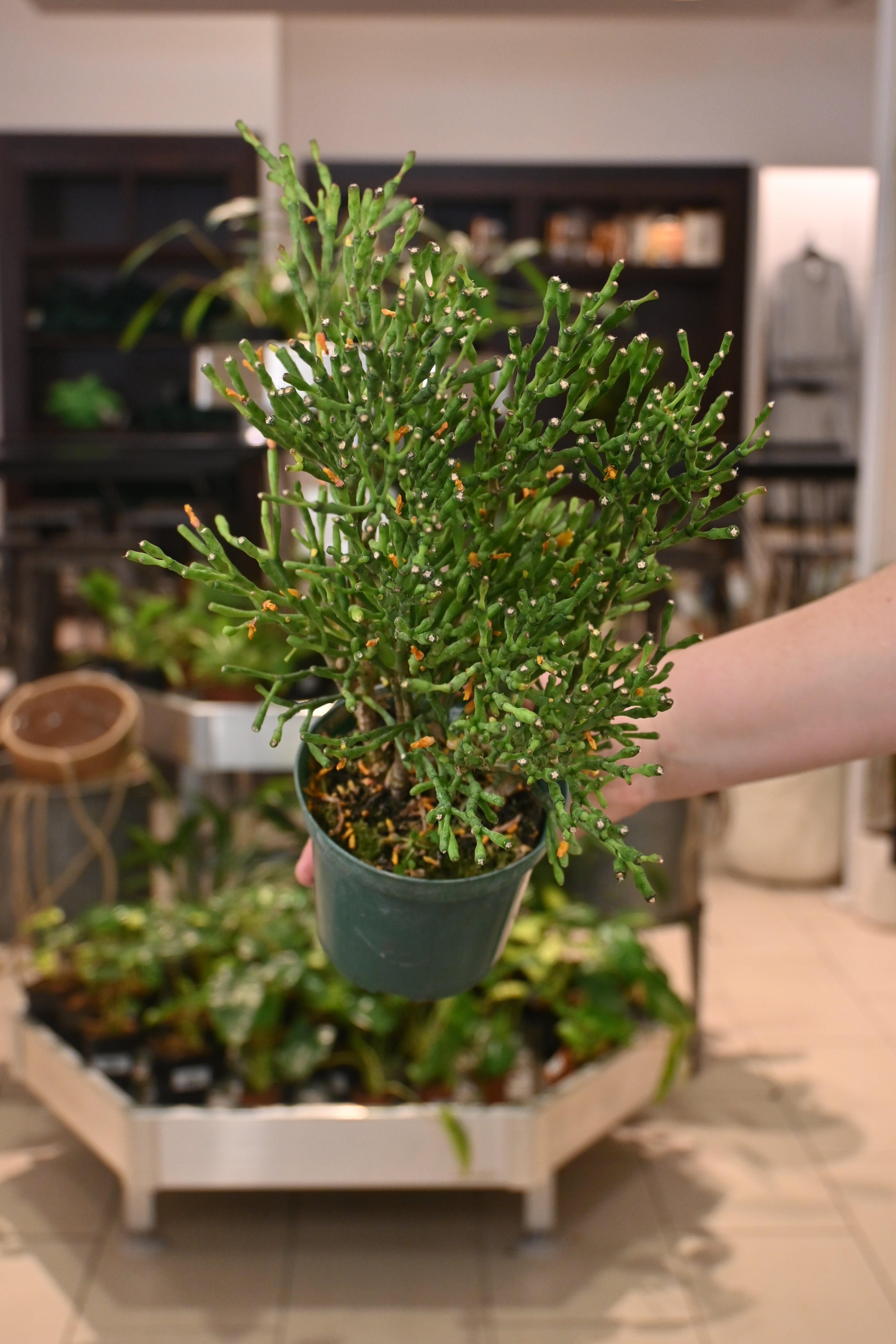 Rhipsalis Salicornioides