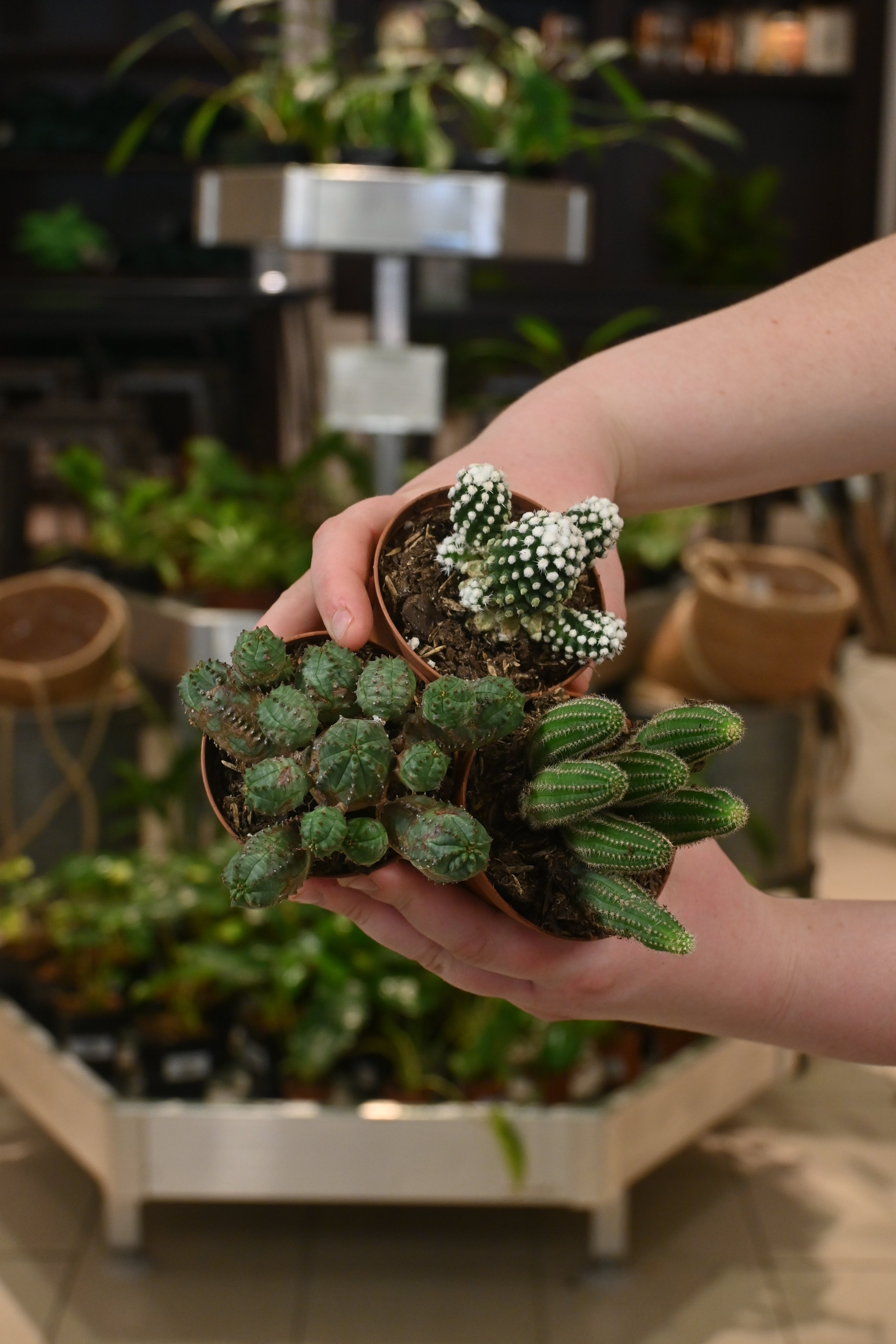 Assorted Cactus