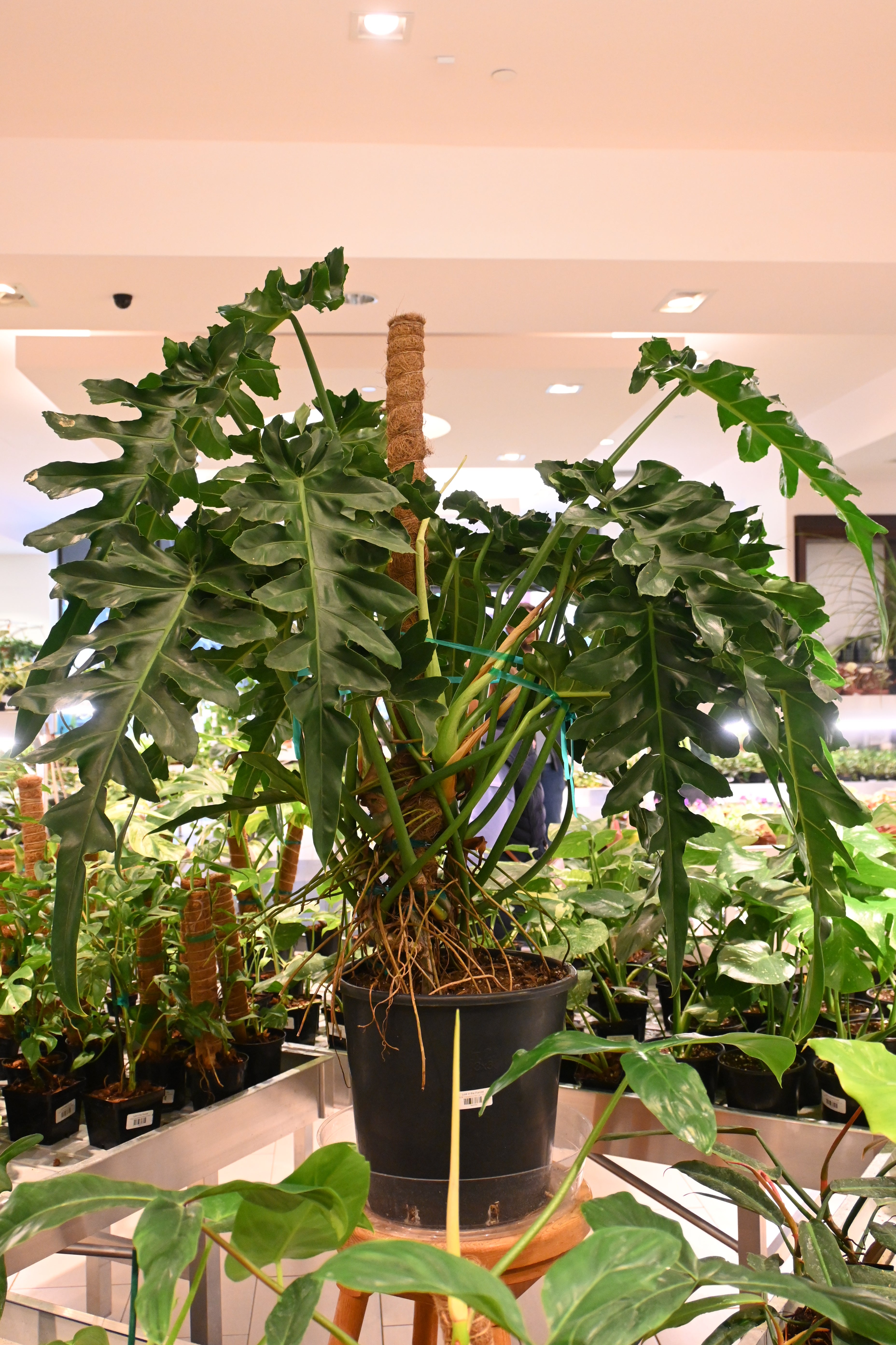 Philodendron Bob Cee