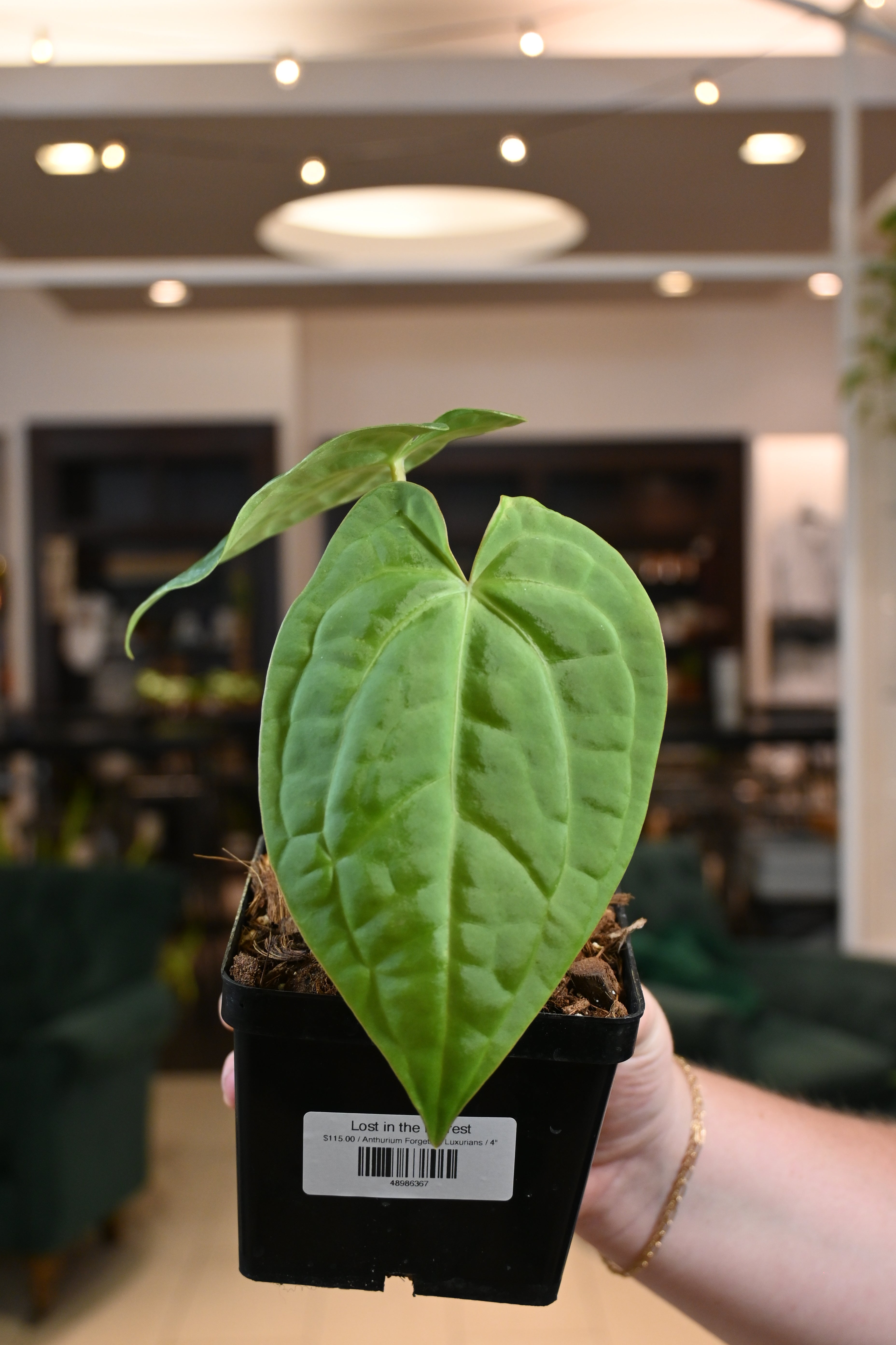 anthurium forgeti Anthurium Forgetii X Luxurians – Lost in the Forrest