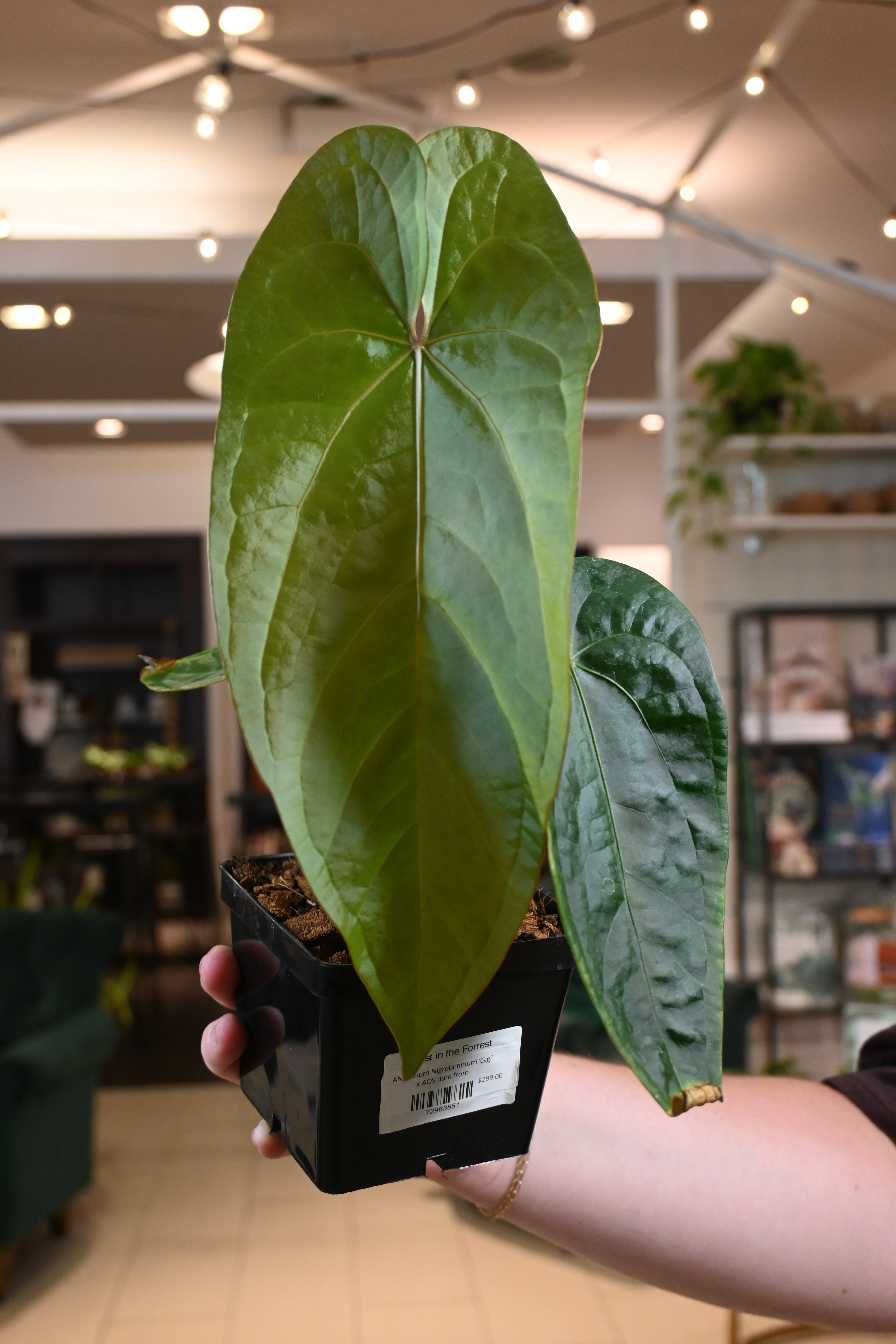 anthurium nega Anthurium Nigrolaminum 'Gigi' x AOS dark form – Lost in the Forrest