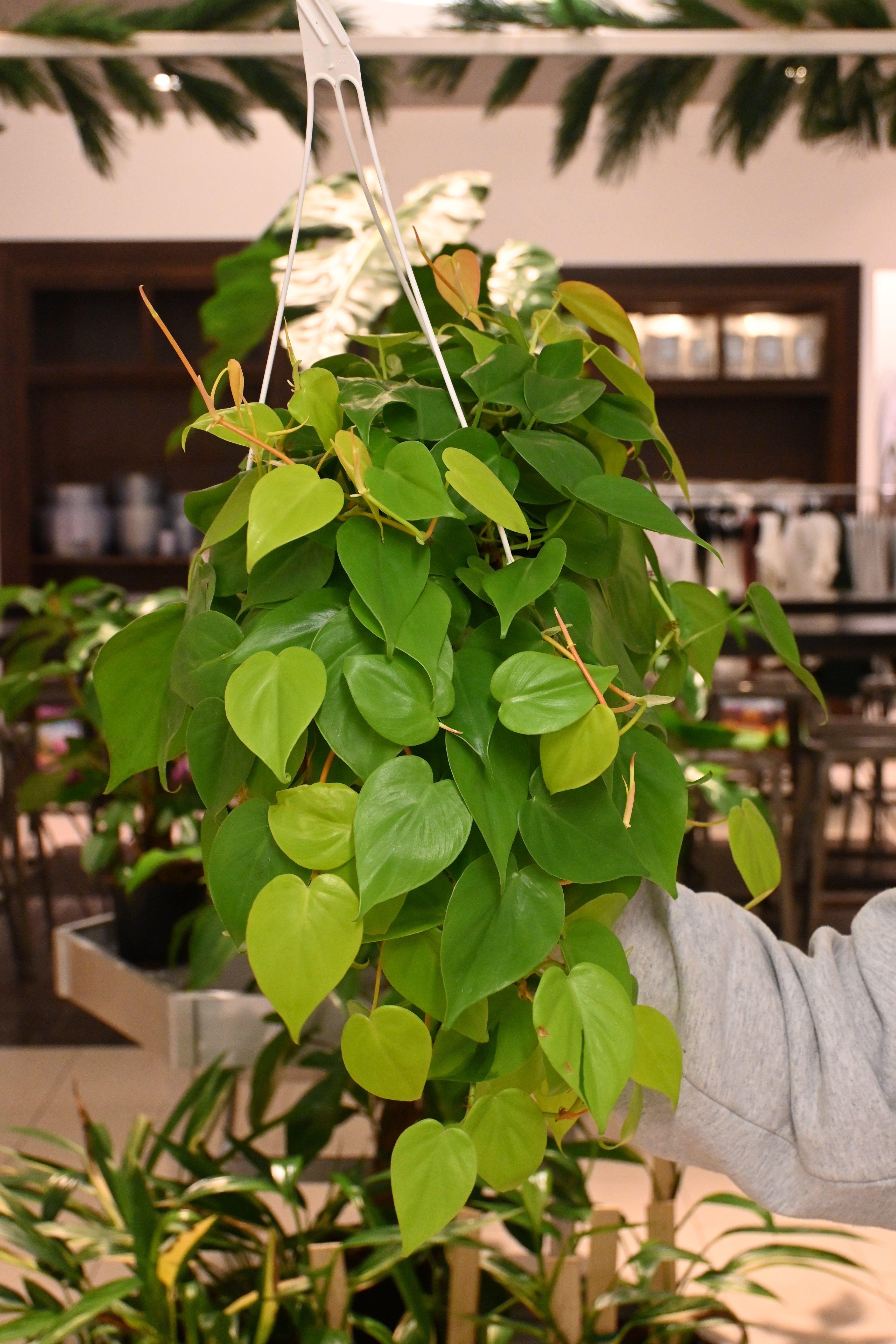 Philodendron Cordatum Lemon