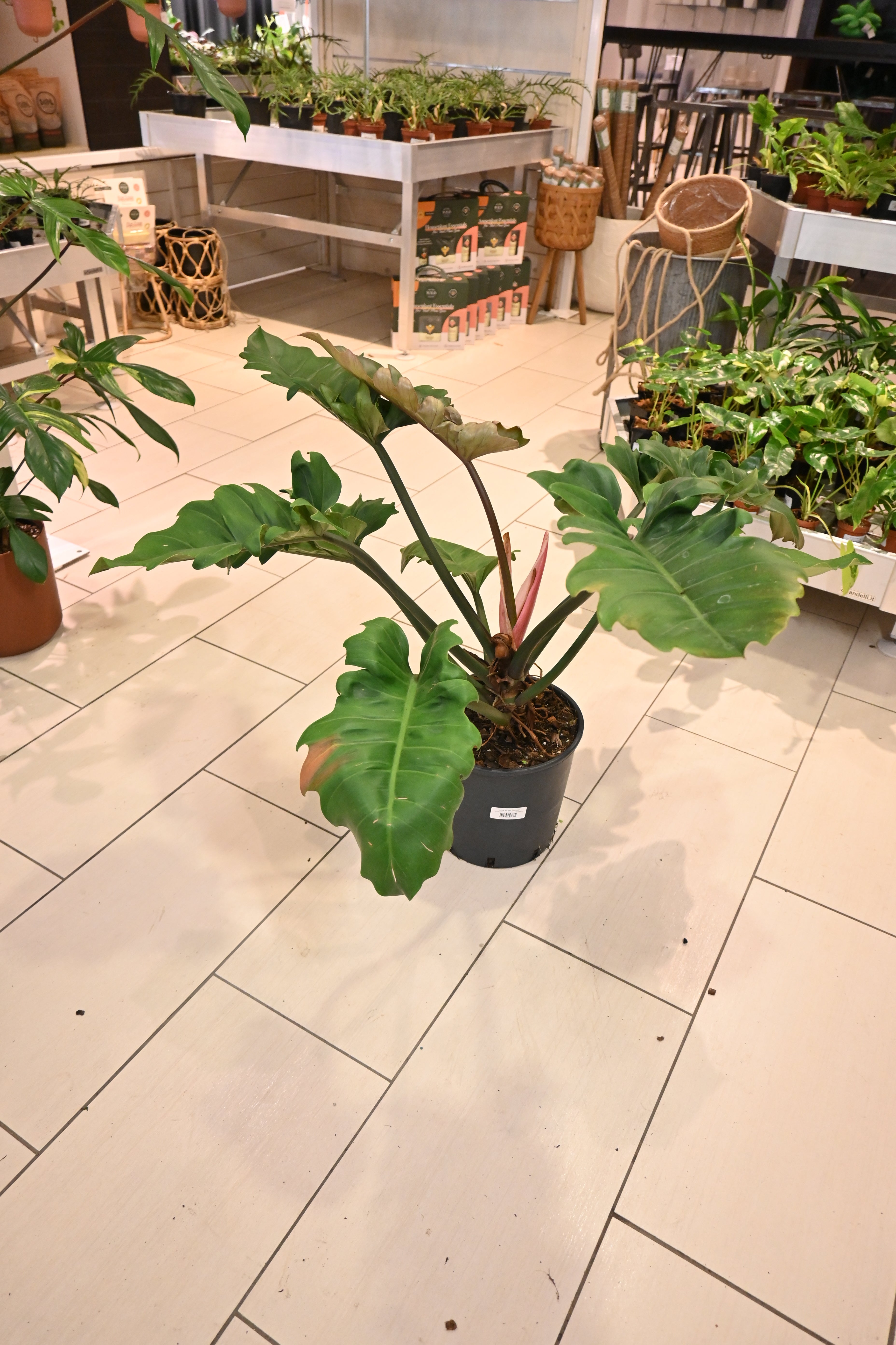 Philodendron Pluto