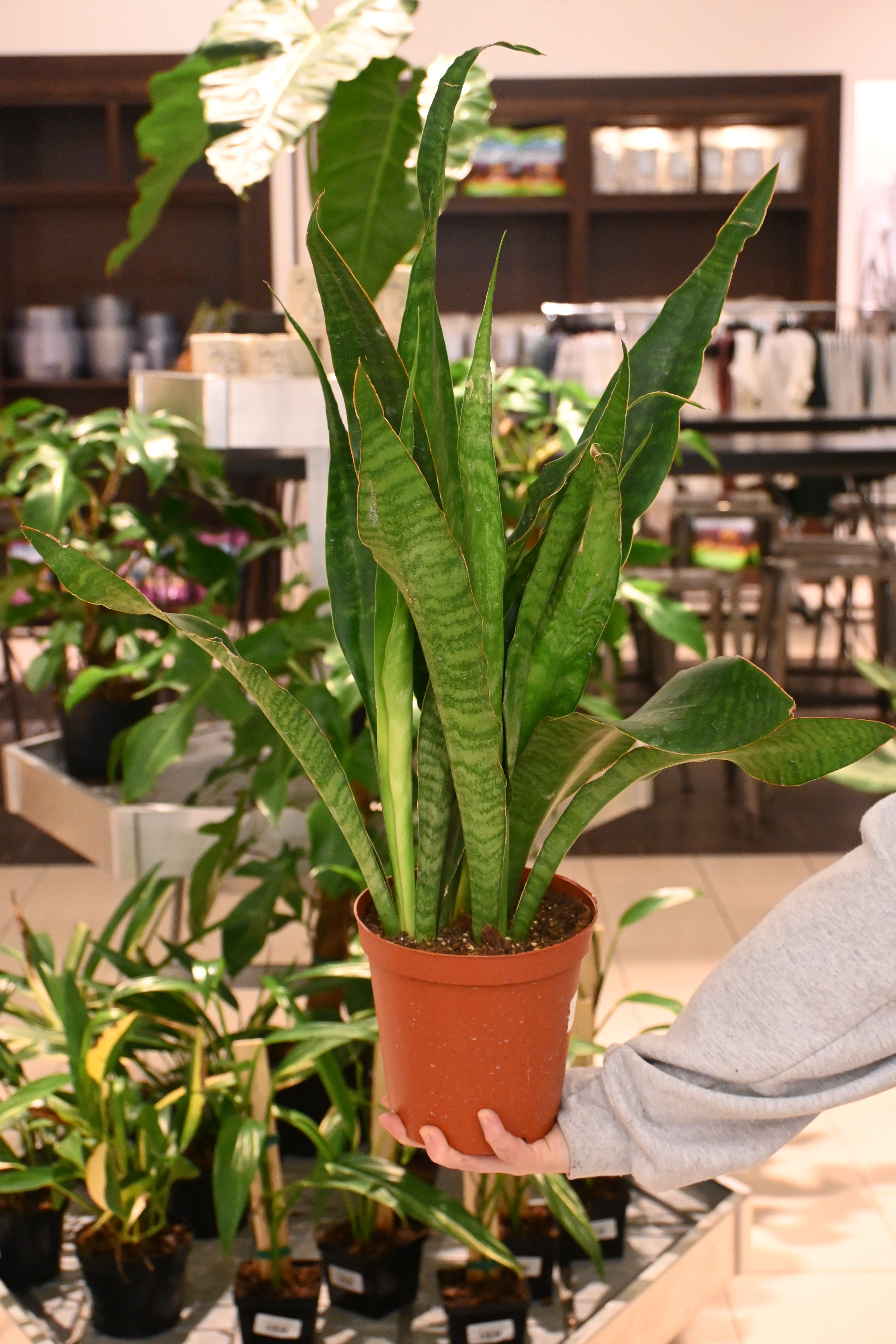 jaboa sansevieria Sansevieria Jaboa – Lost in the Forrest