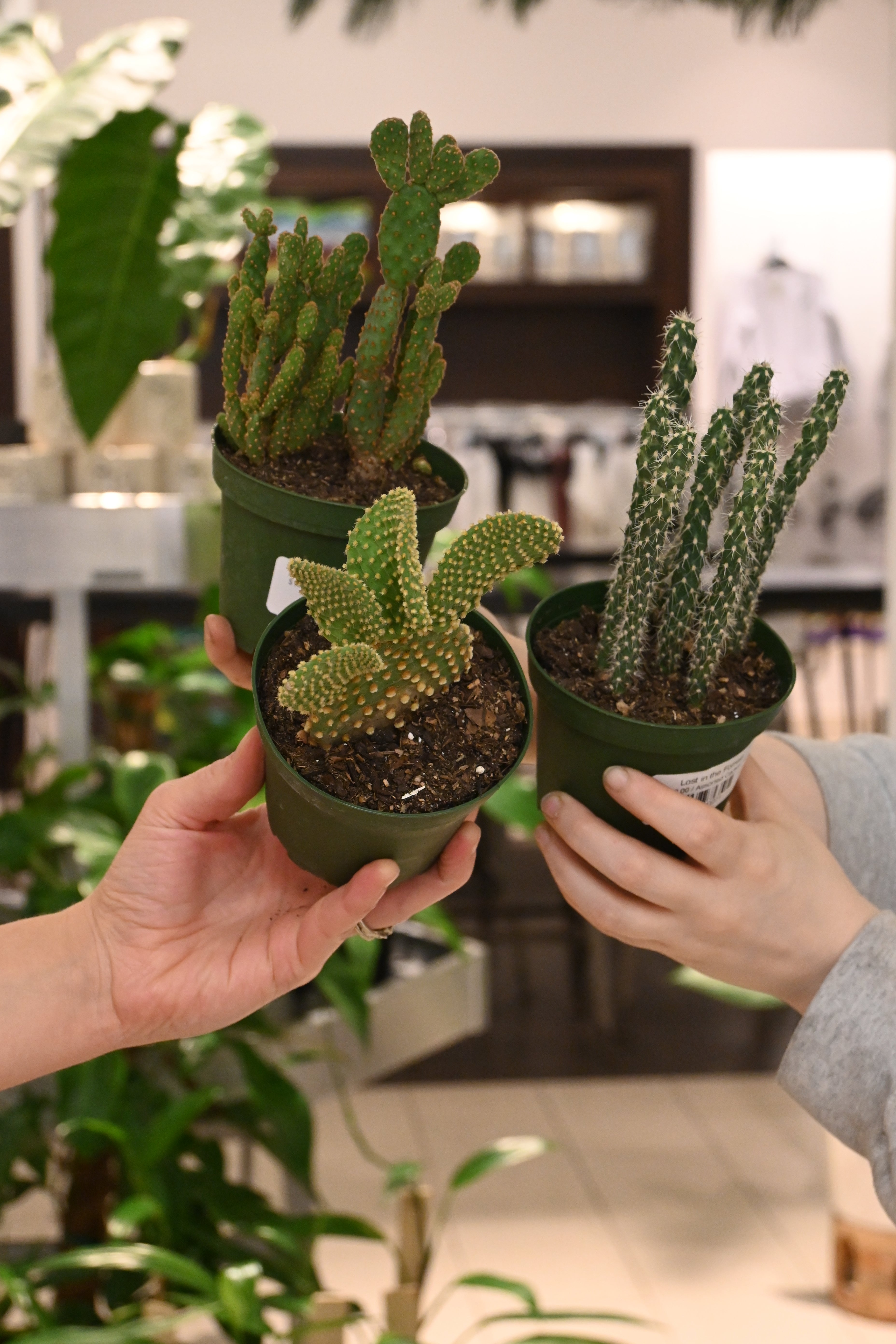 Assorted Cactus