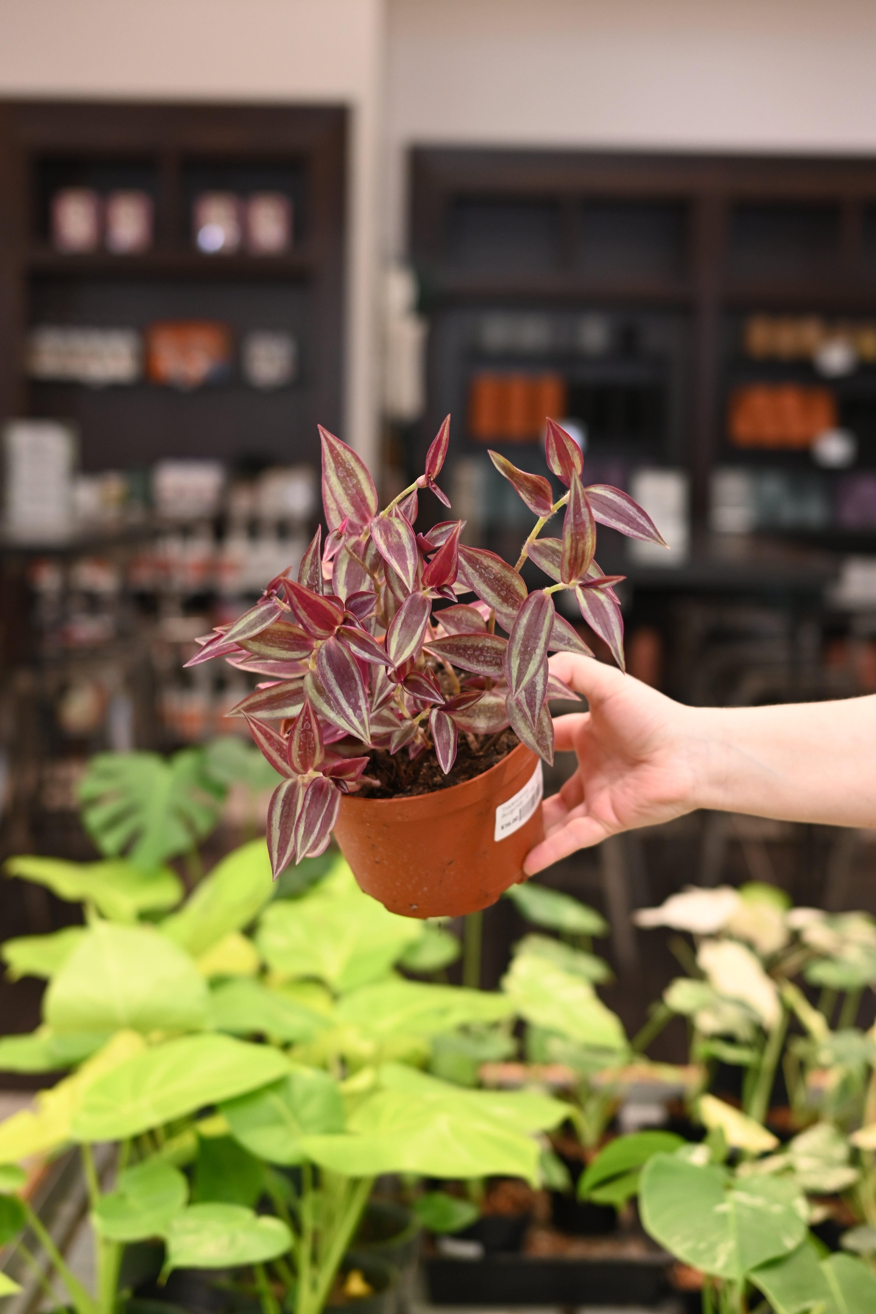 Tradescantia Burgundy