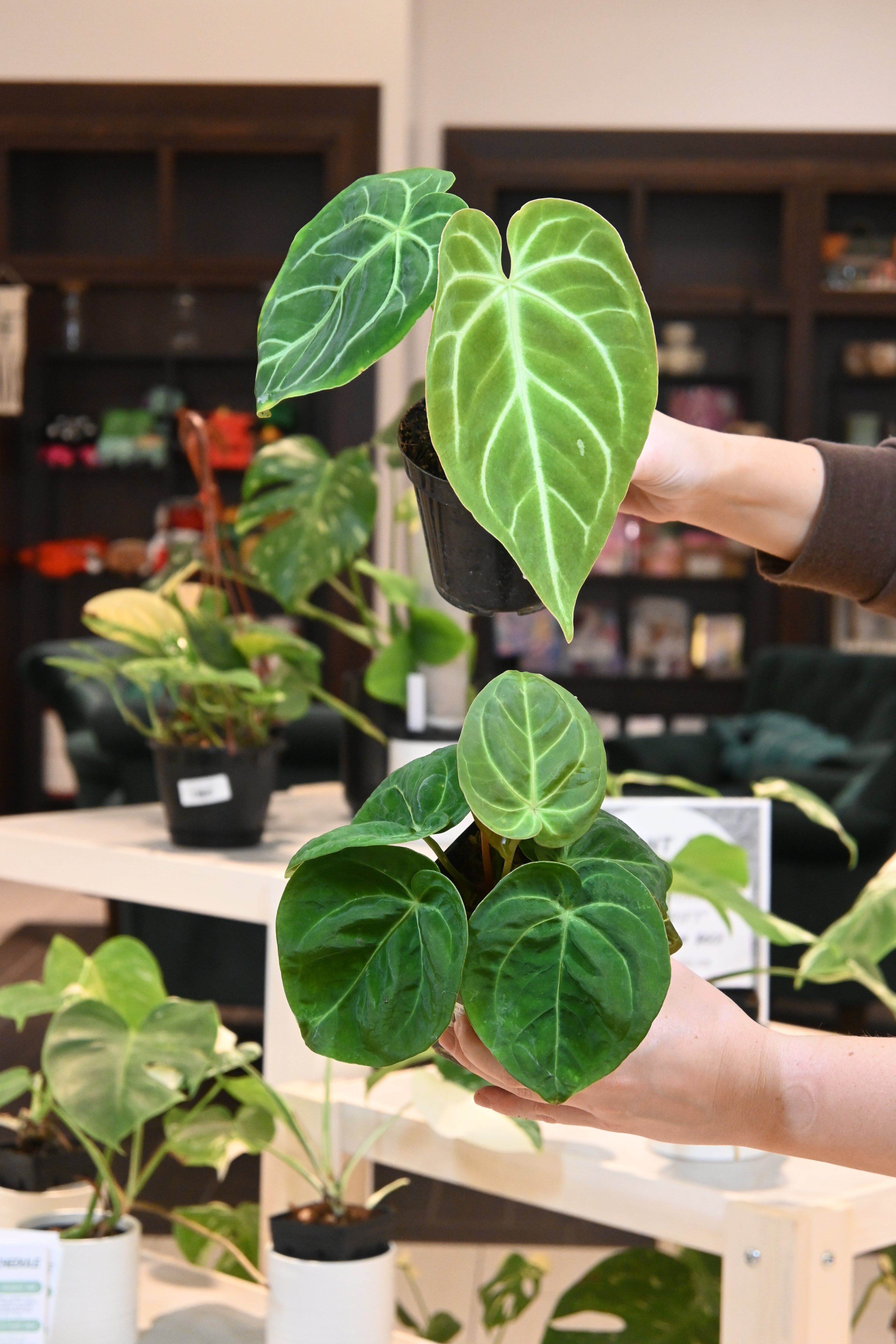 anthurium clarinervium x forgetii Anthurium Forgetii x Unknown