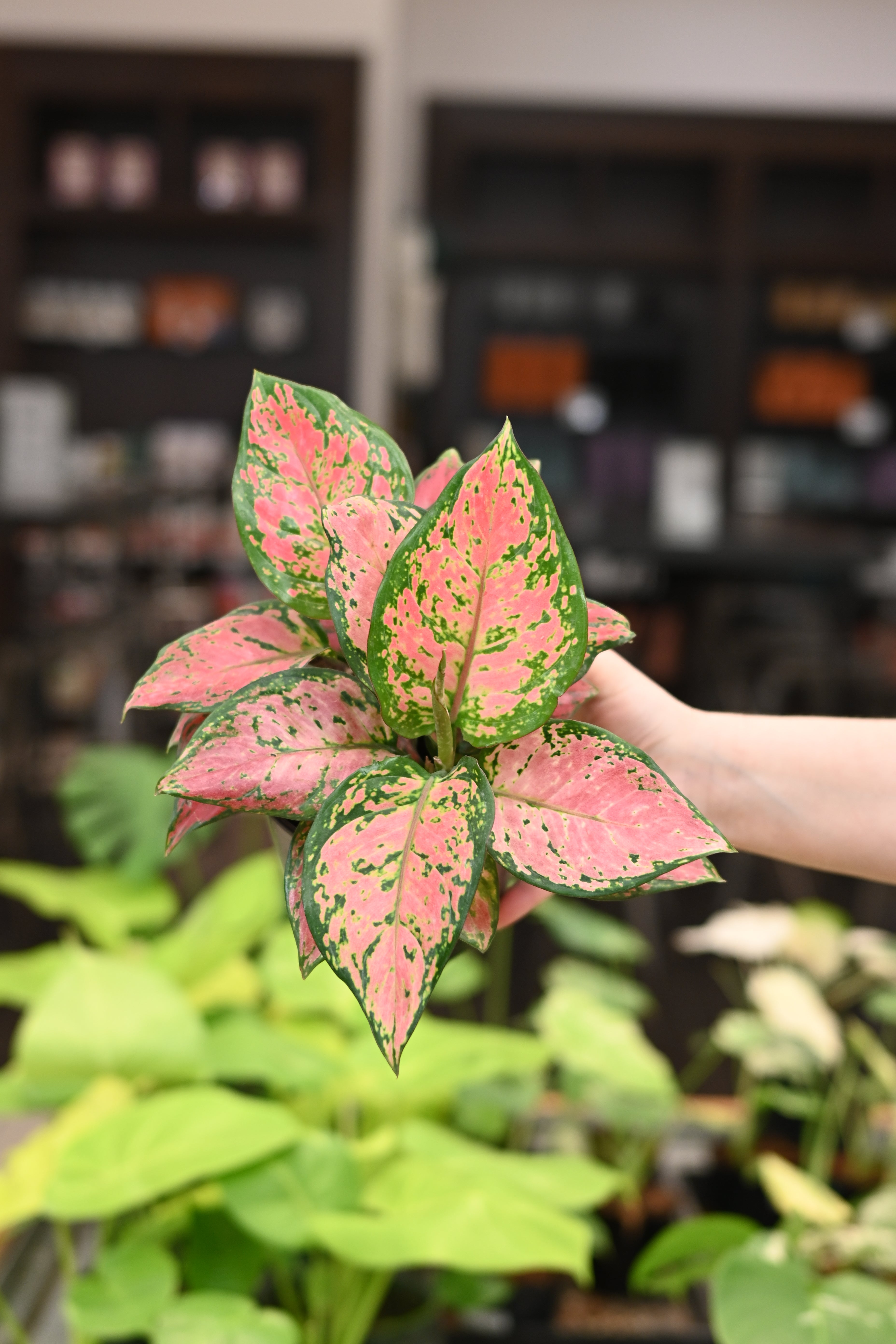 Aglaonema Very Red