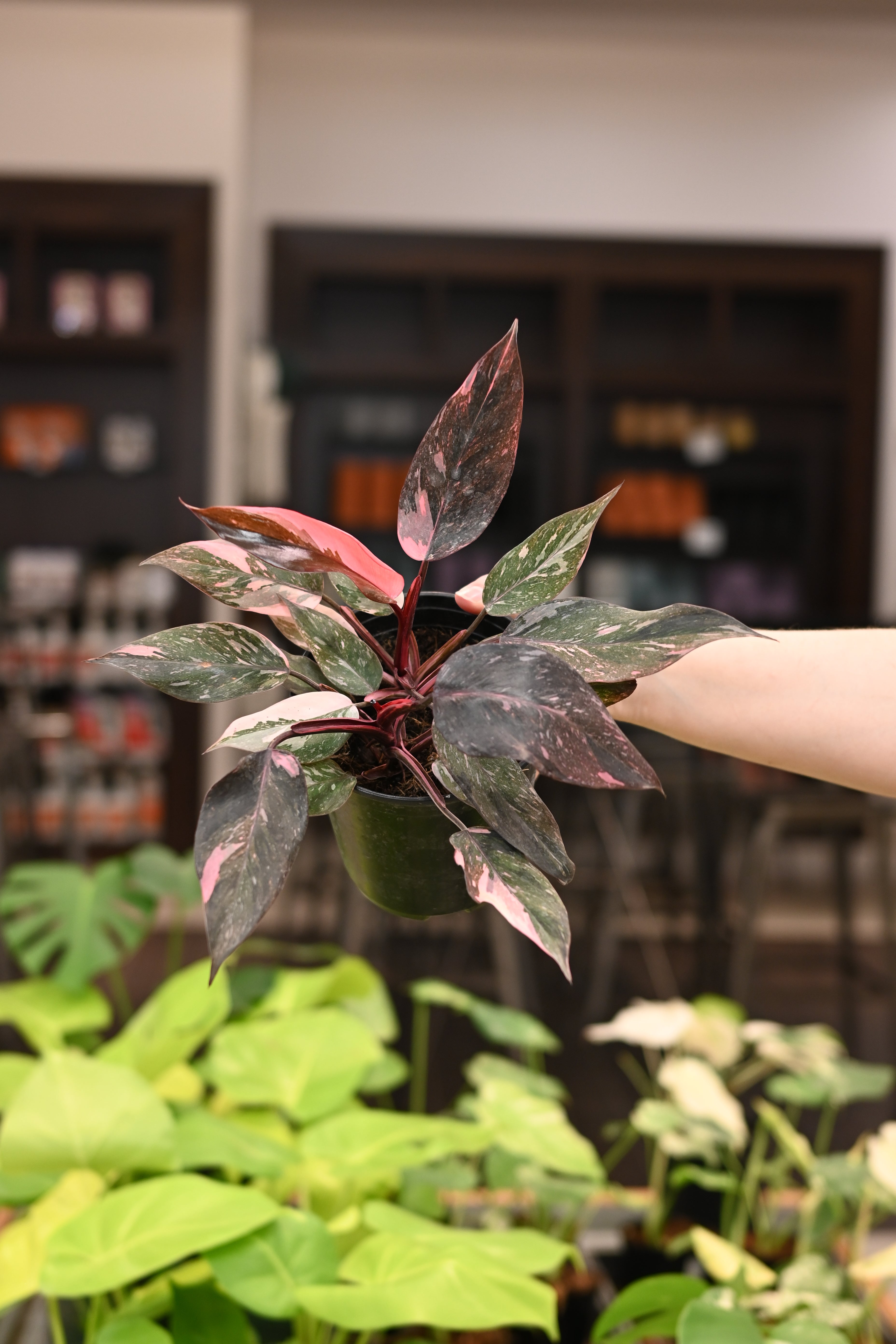 aglaonema philodendron Philodendron Pink Princess