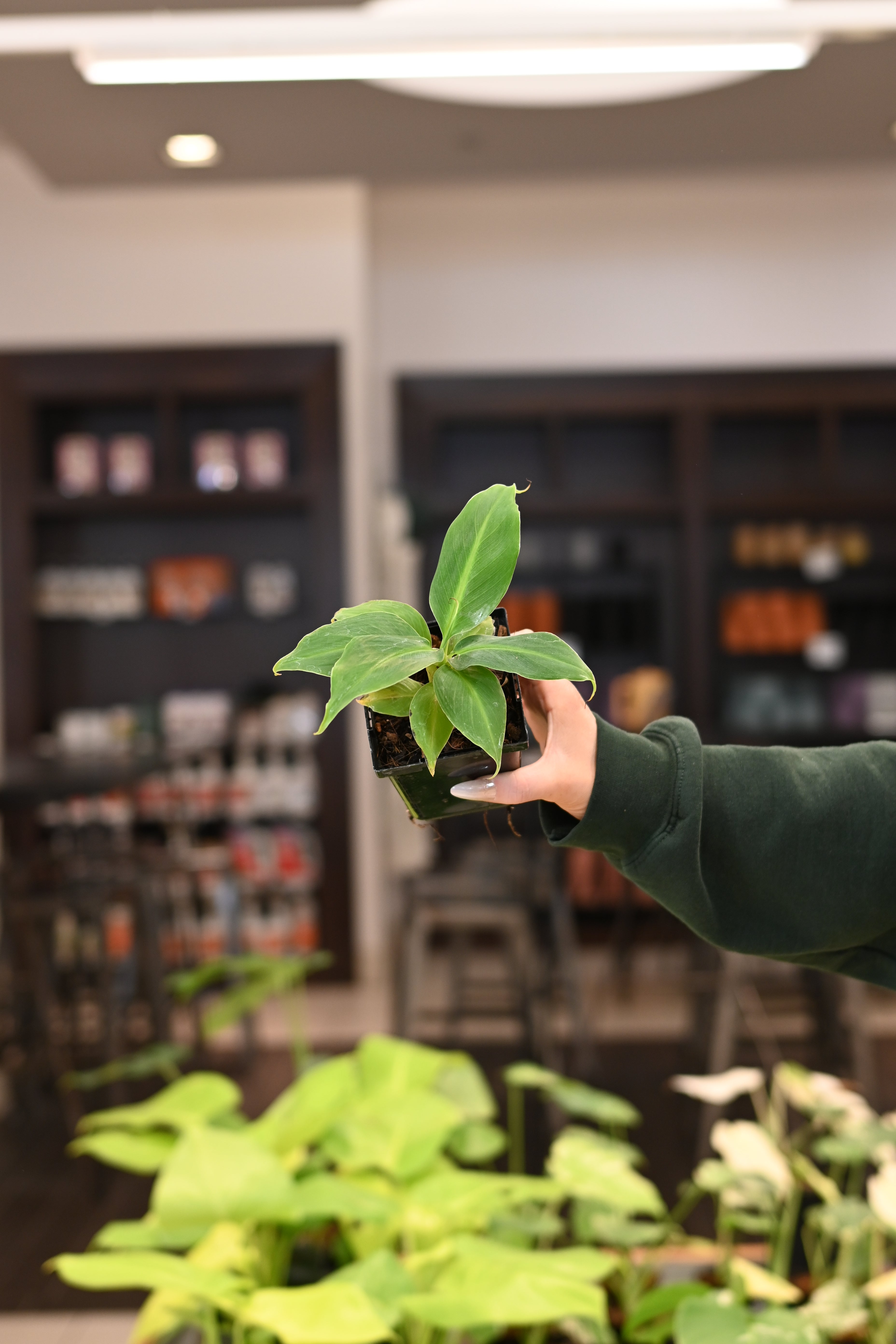 Musa Banana Aurea