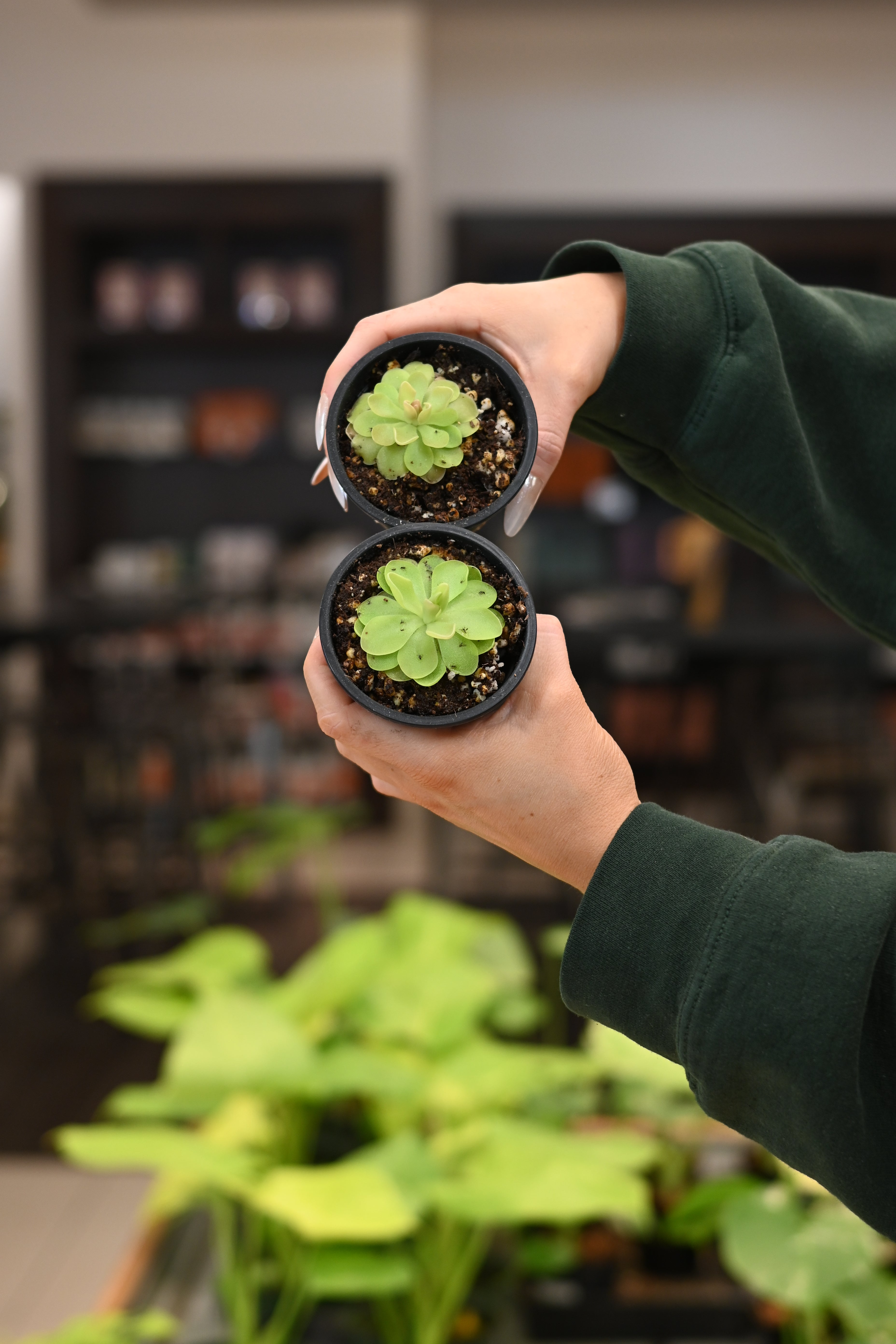 Pinguicula Sethos