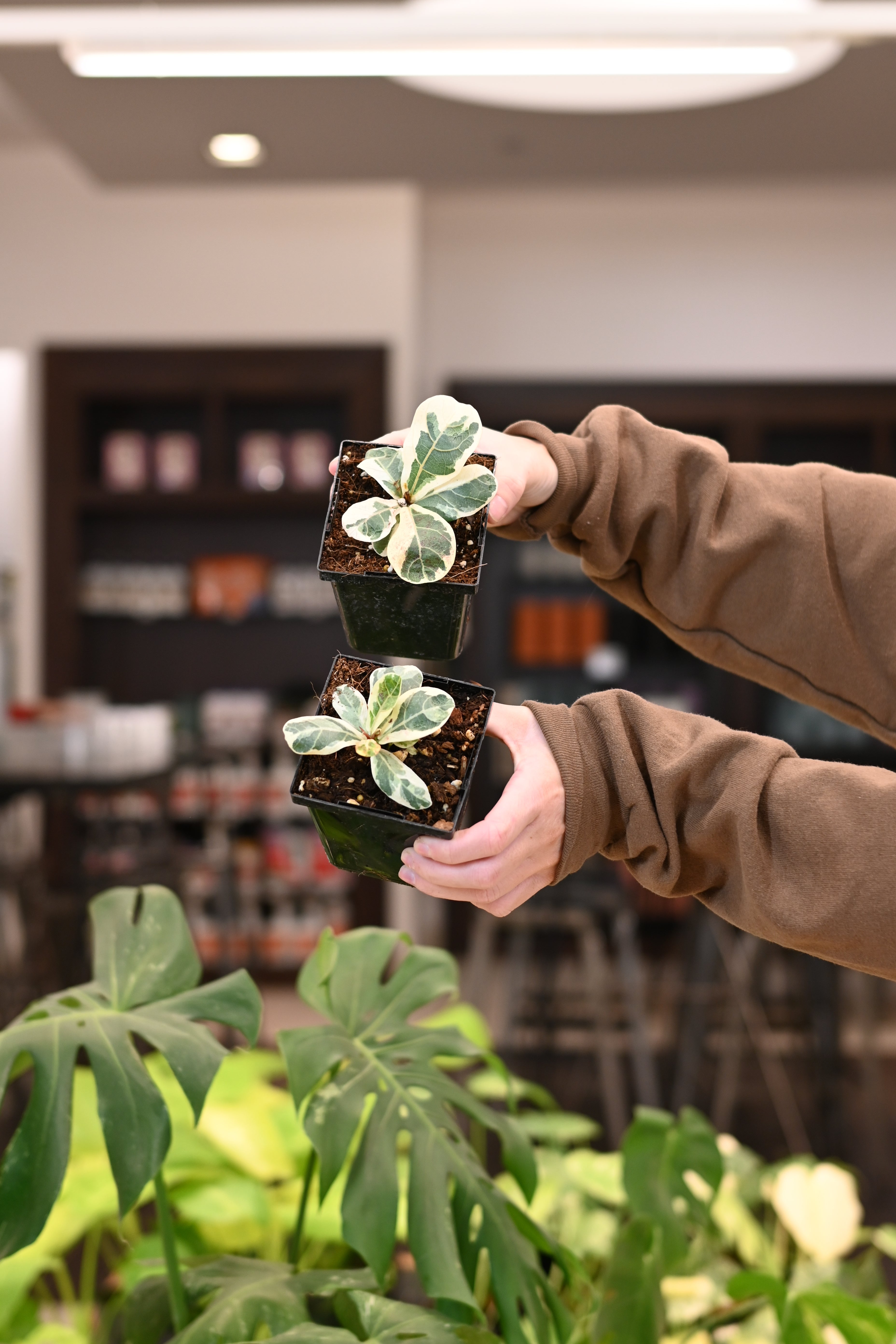 Ficus Lyrata Variegated