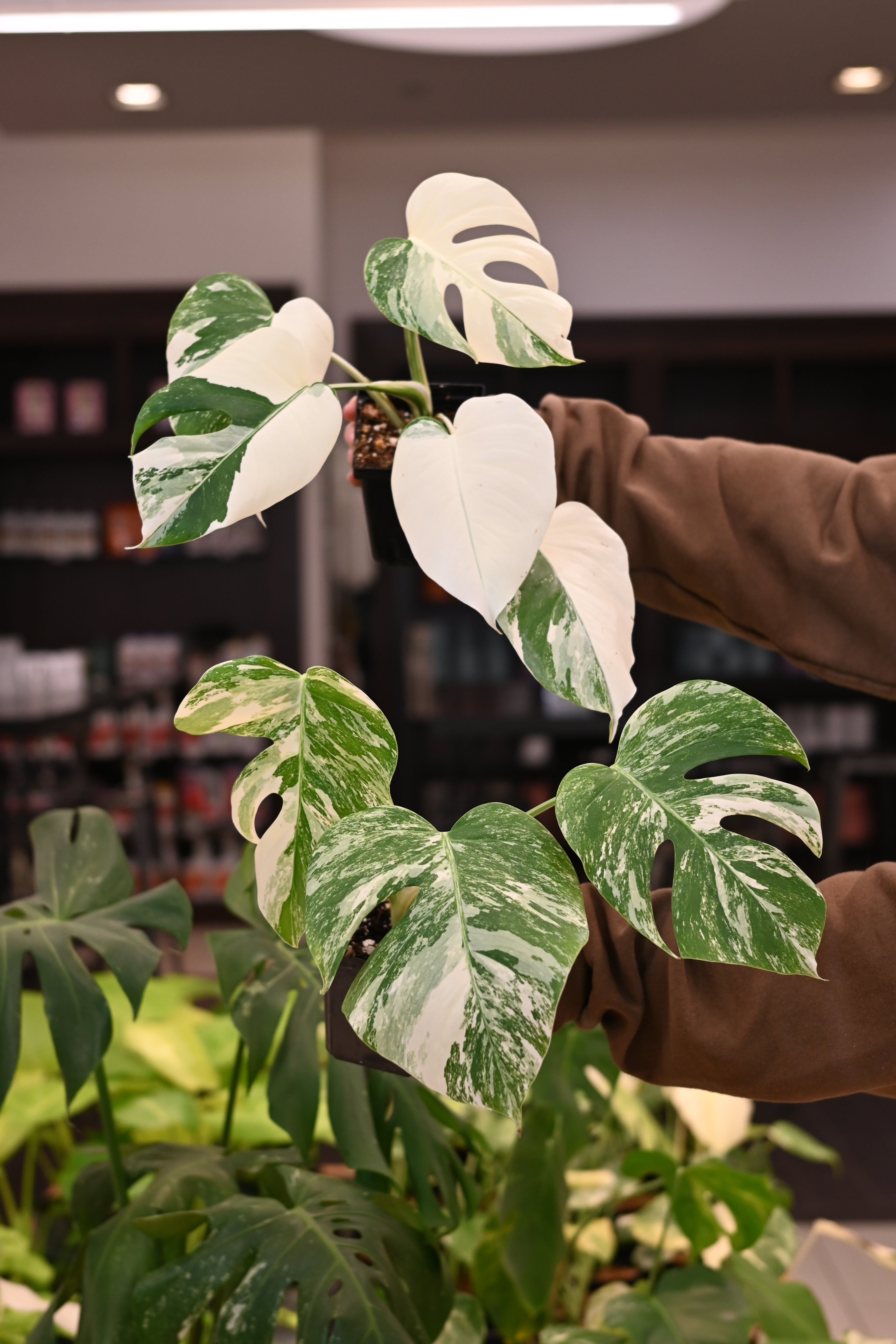 Monstera Albo