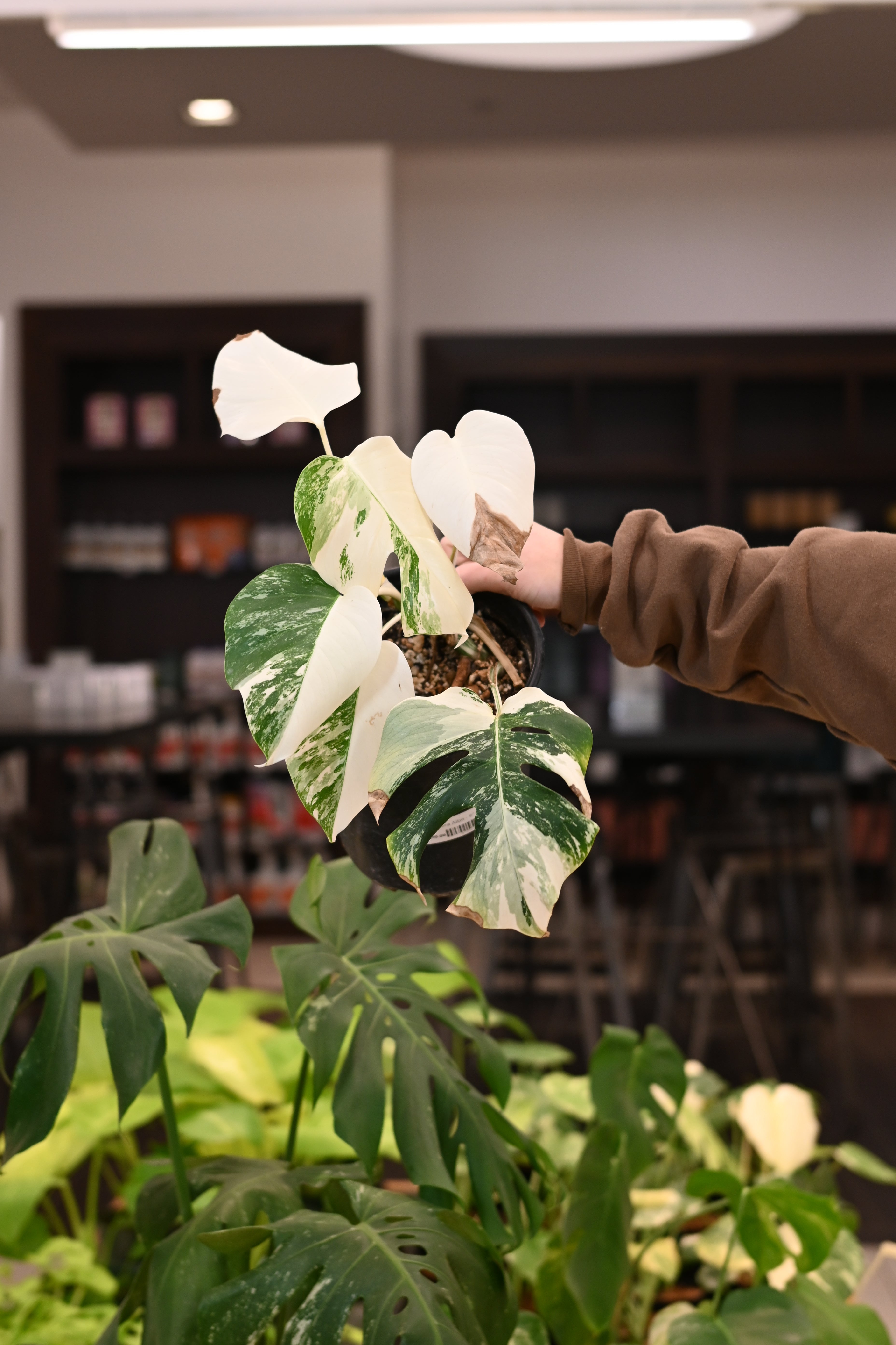 Monstera Albo