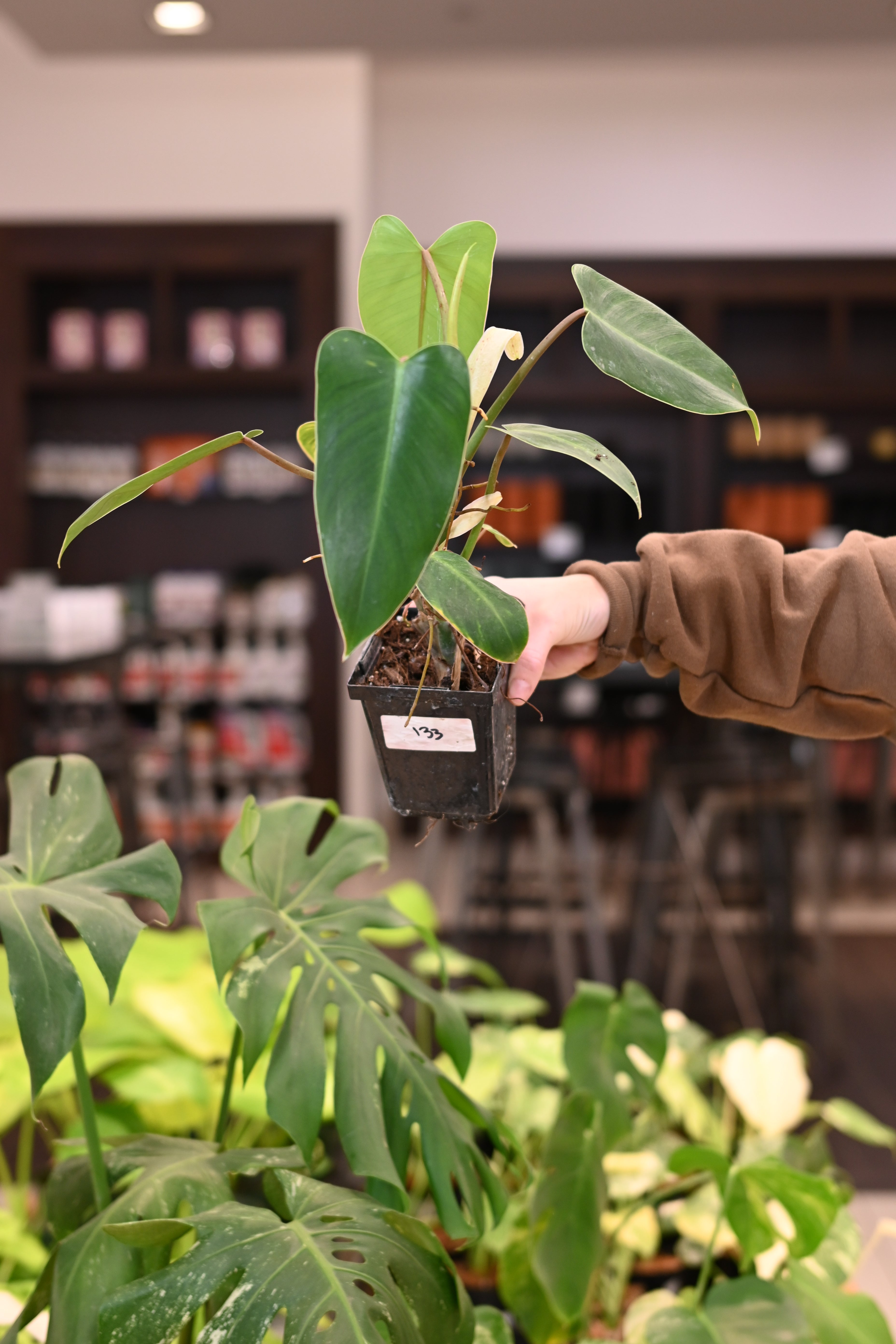 Philodendron Emerald King