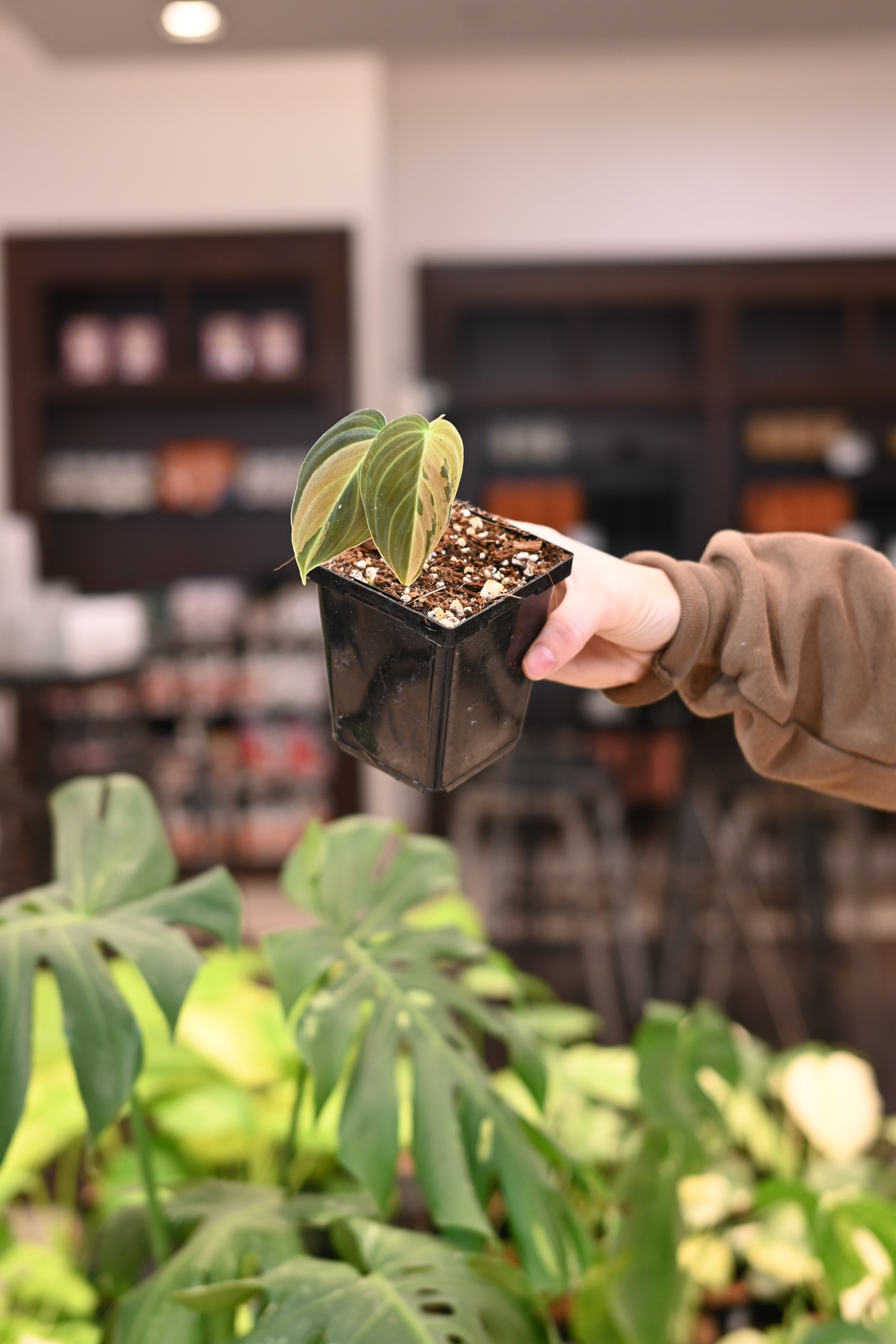 Philodendron Melanochrysum Variegated