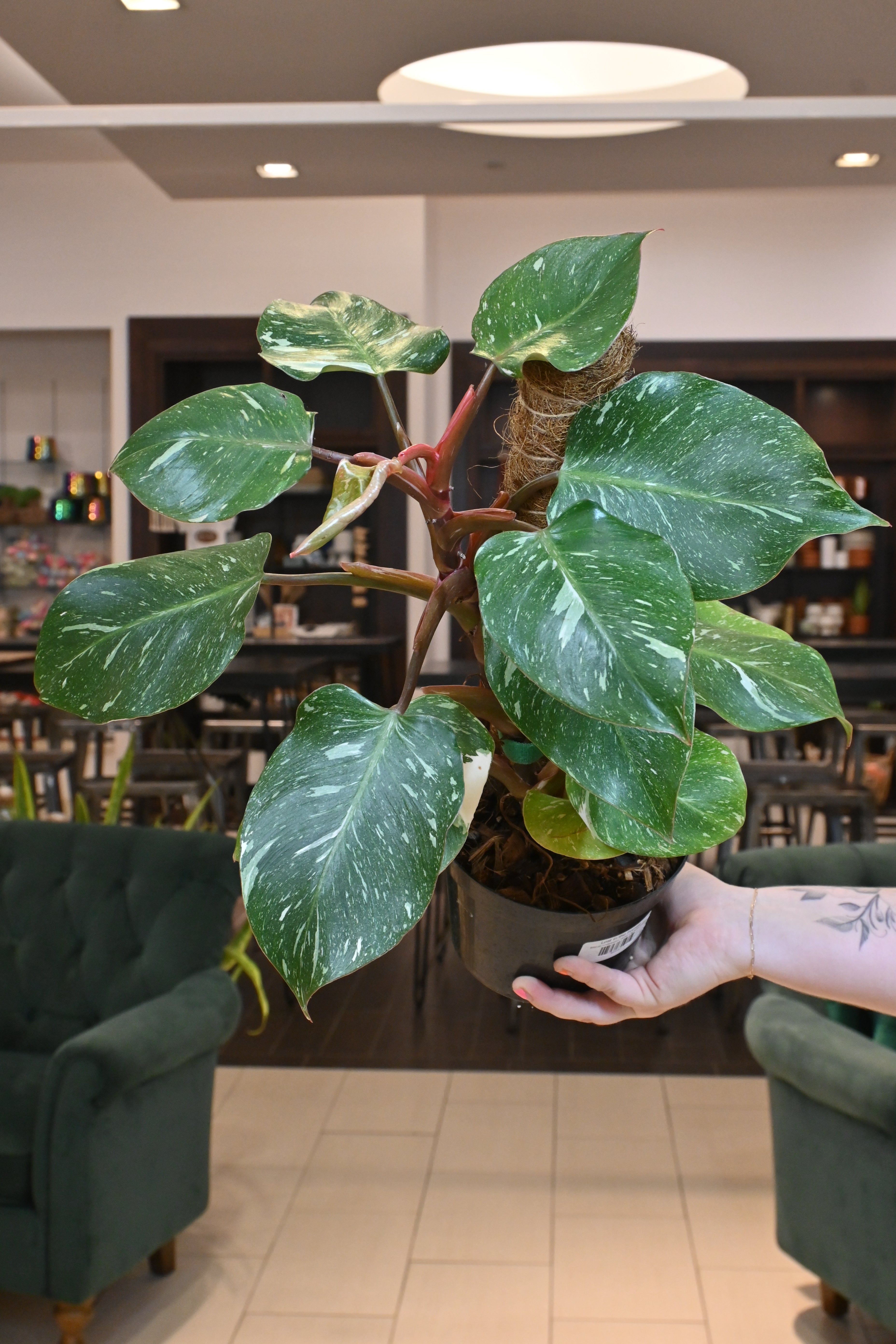 buy philodendron white knight Philodendron 'Marble King' White Knight