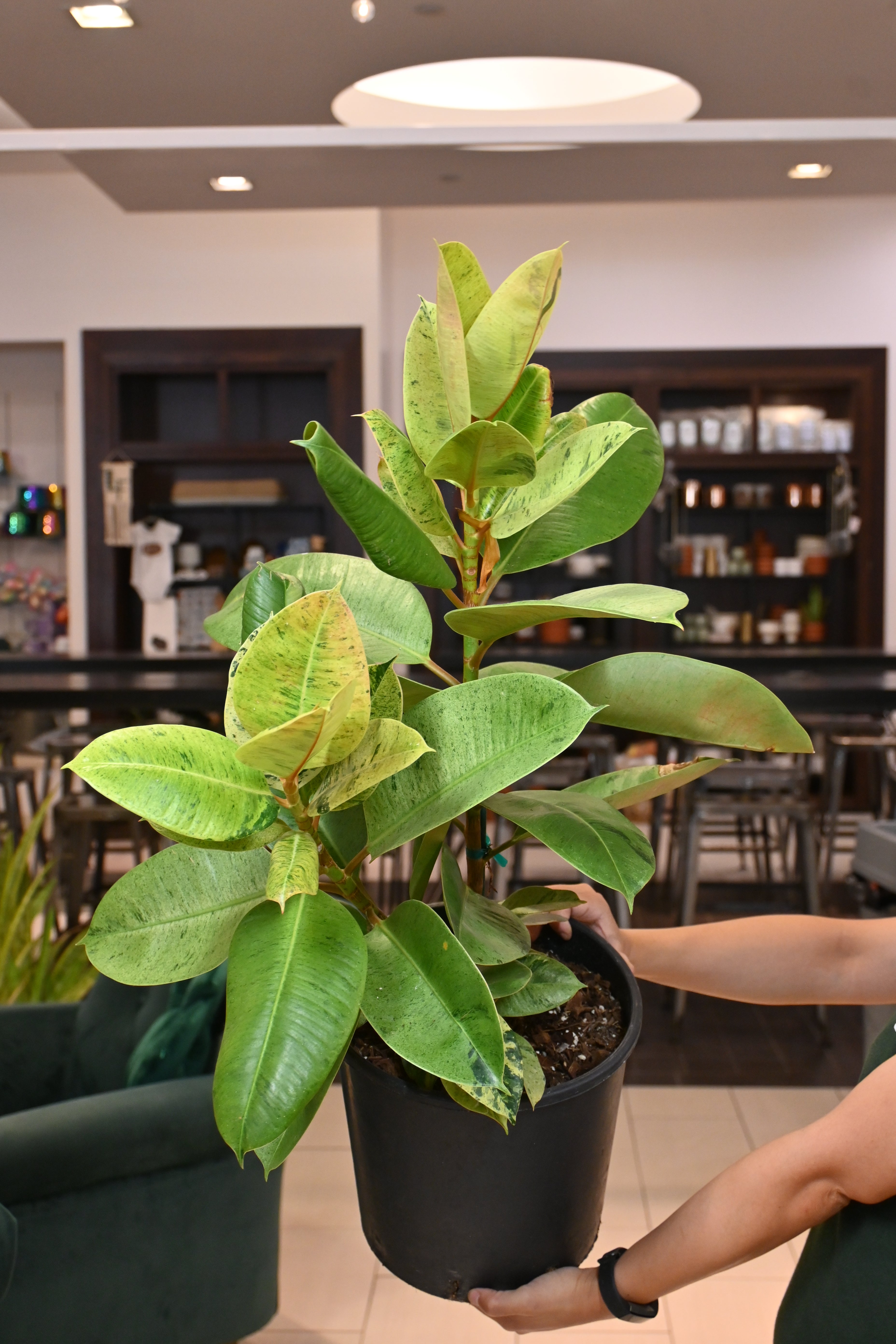 Ficus Shivereana