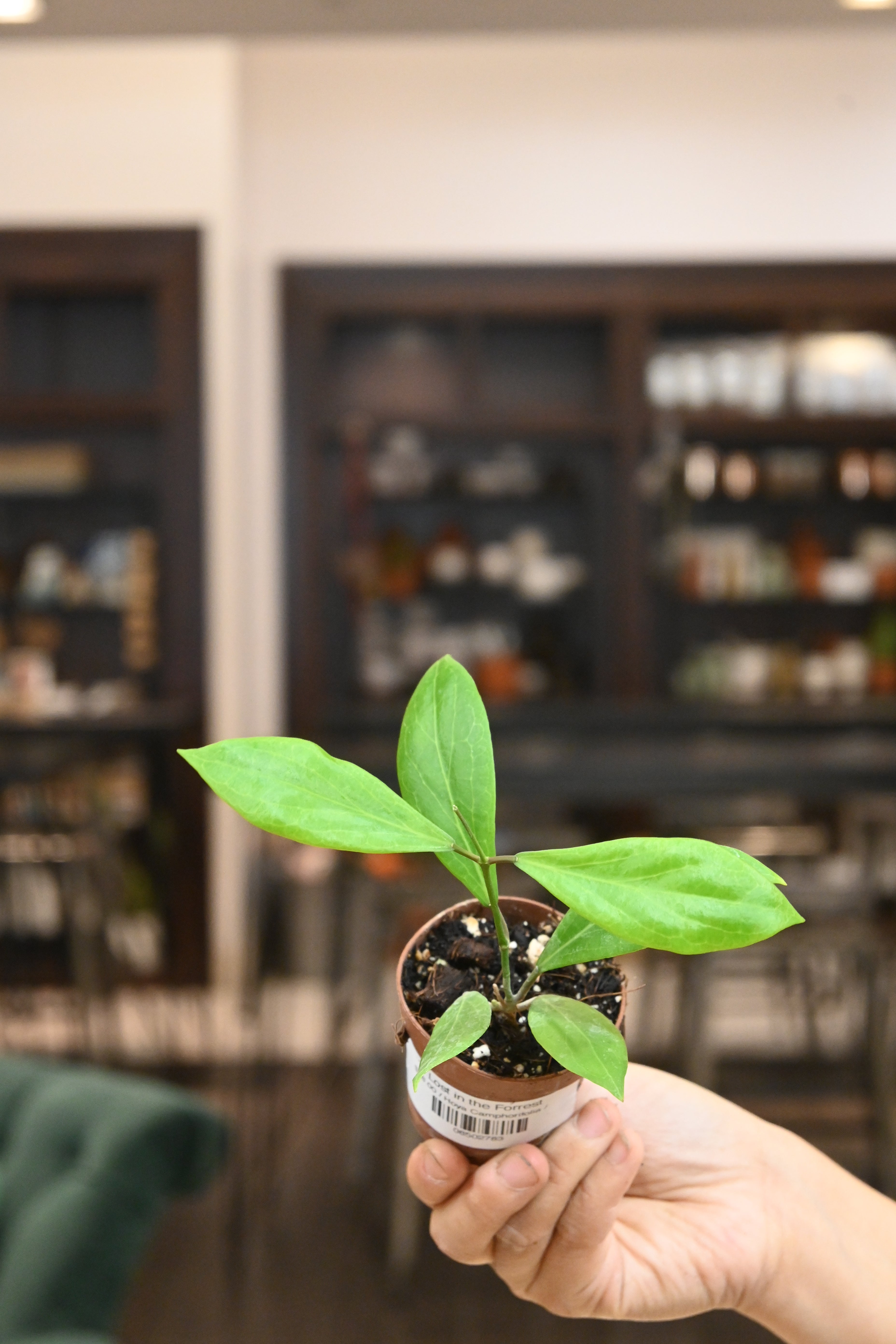 Hoya Camphorifolia