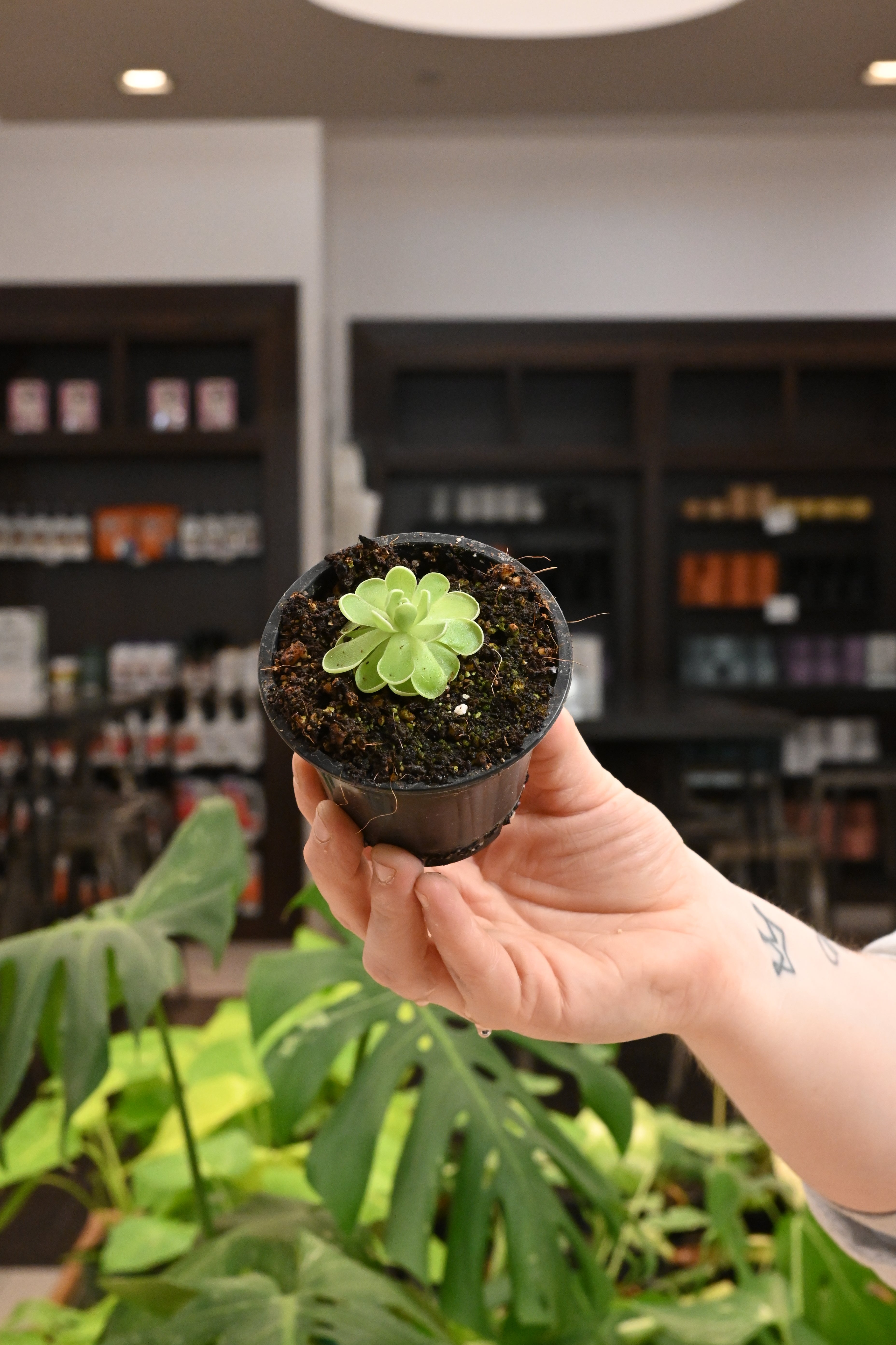 Pinguicula Cotton Candy