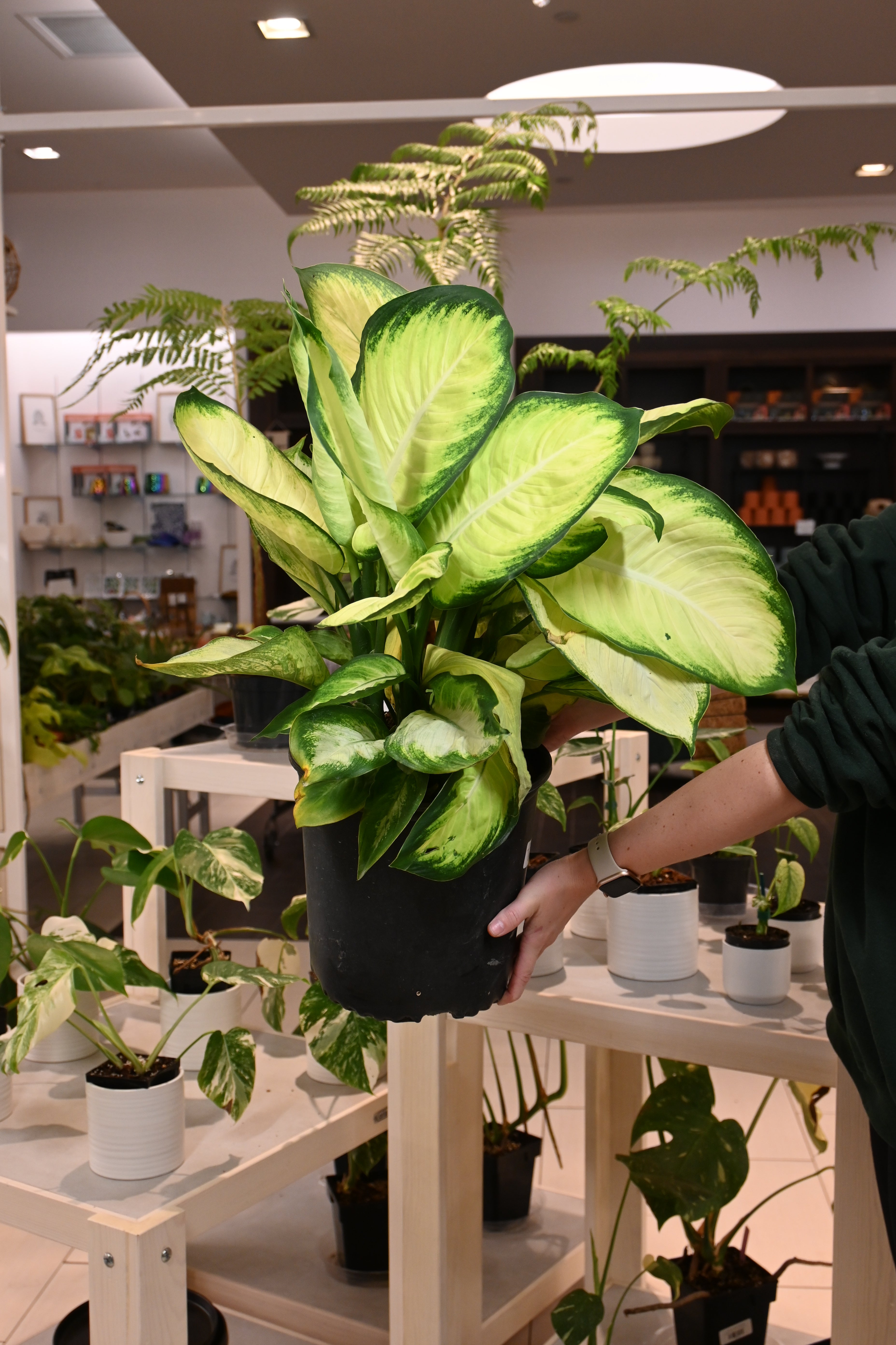 dieffenbachia mature 6 in. Dieffenbachia Tropic Marianne Plant in Grower Pot