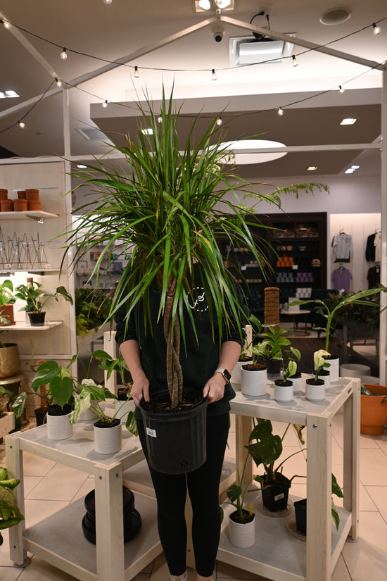 Dracaena Marley