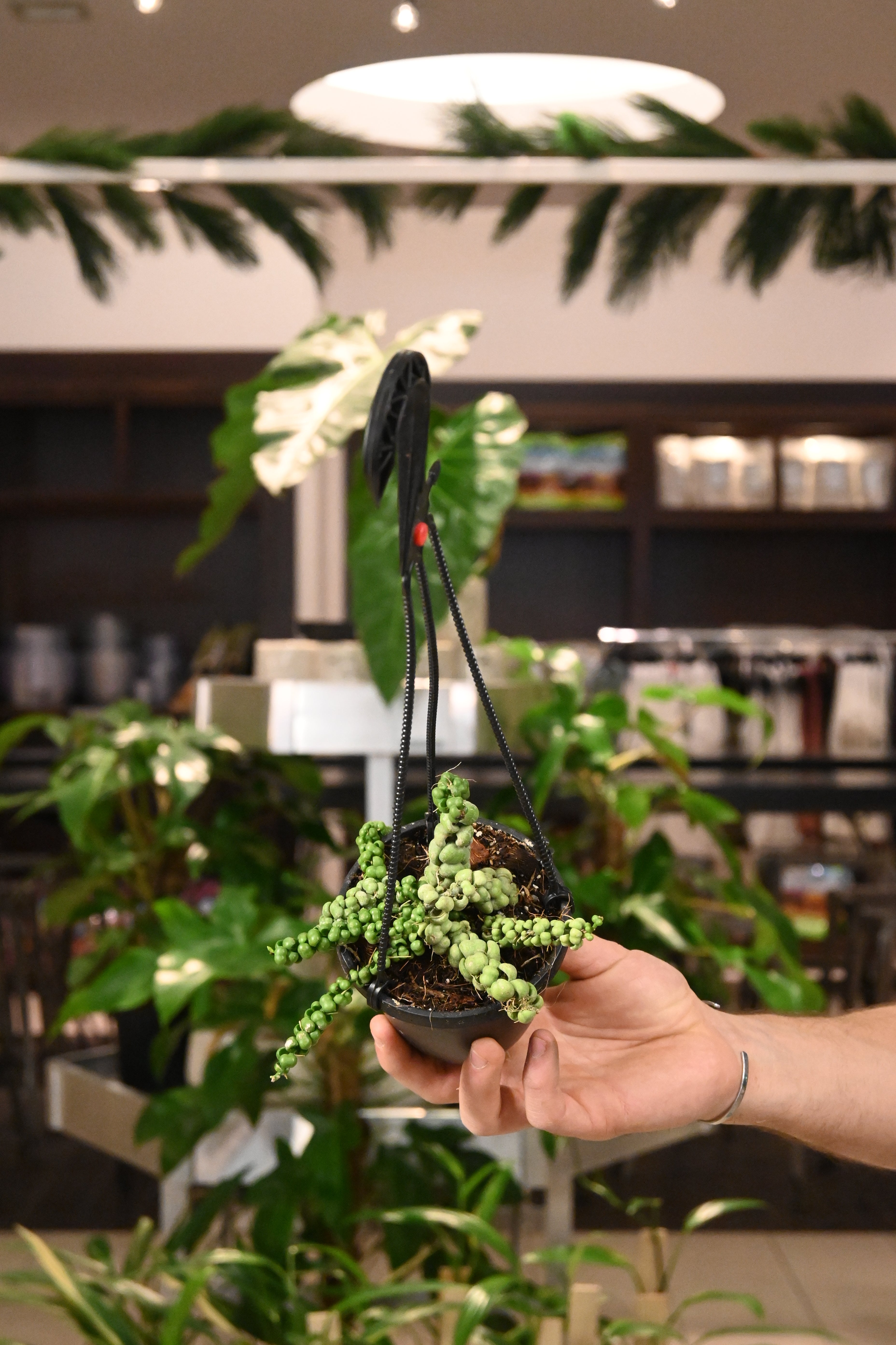 Dischidia Nummularia Dragon Jade