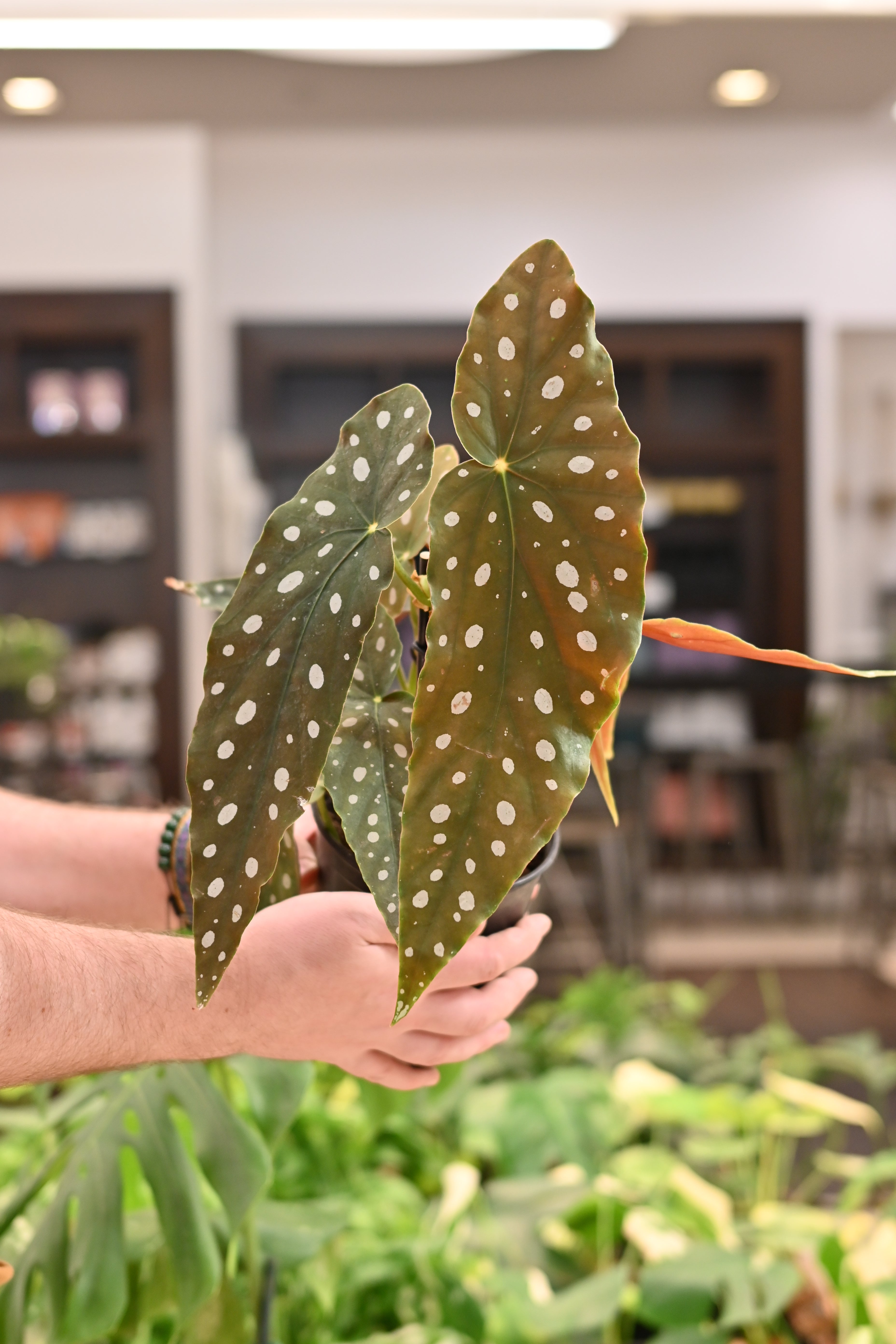 Begonia Maculata