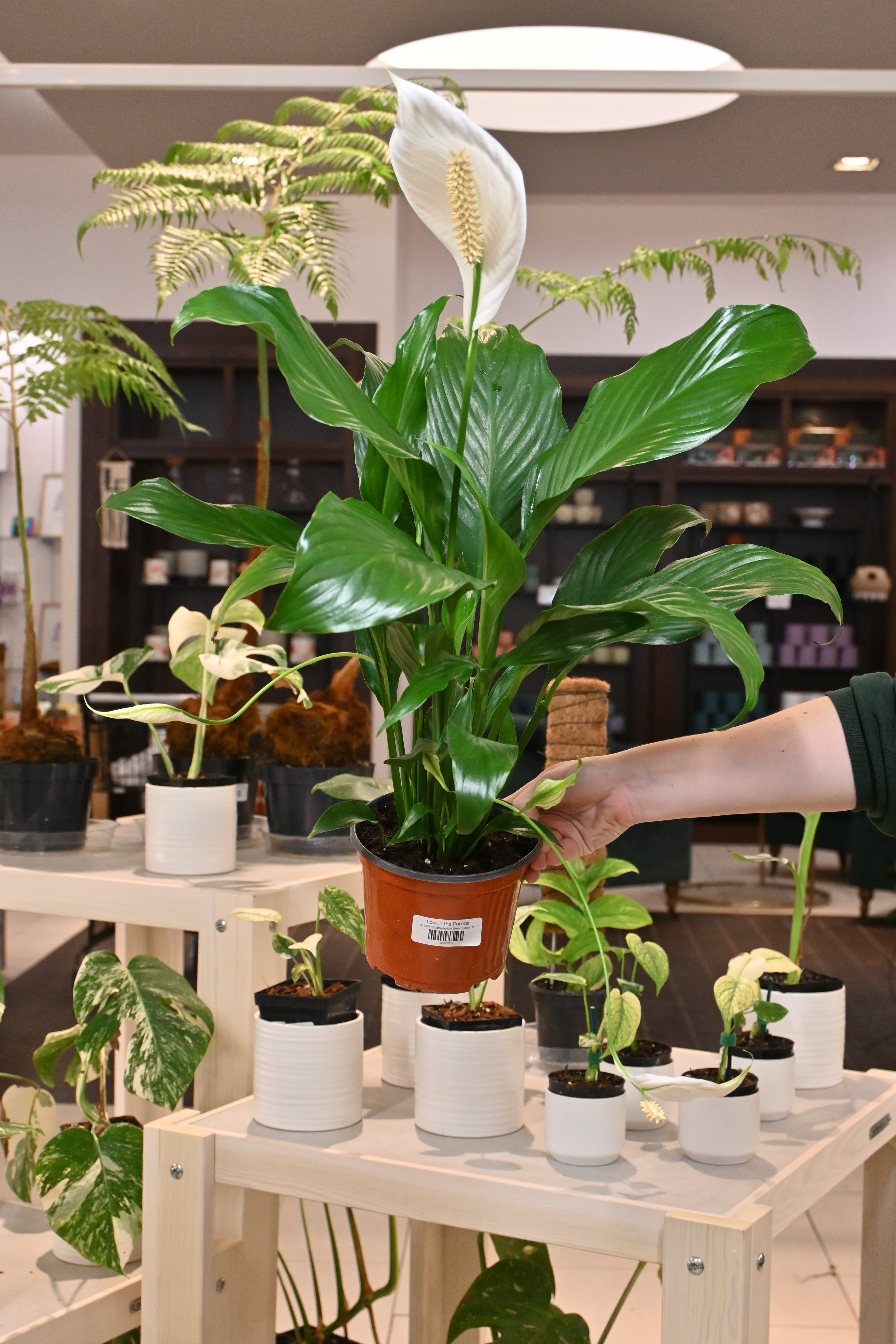 Spathiphyllum