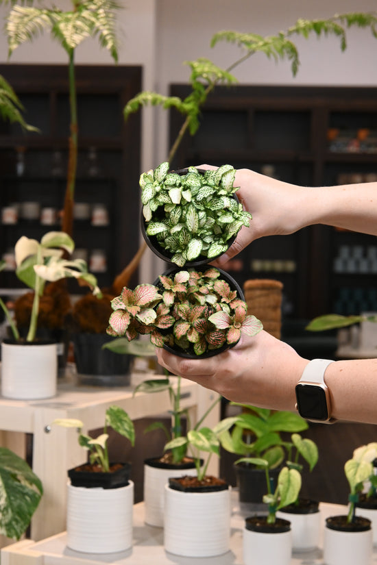 Fittonia Assorted