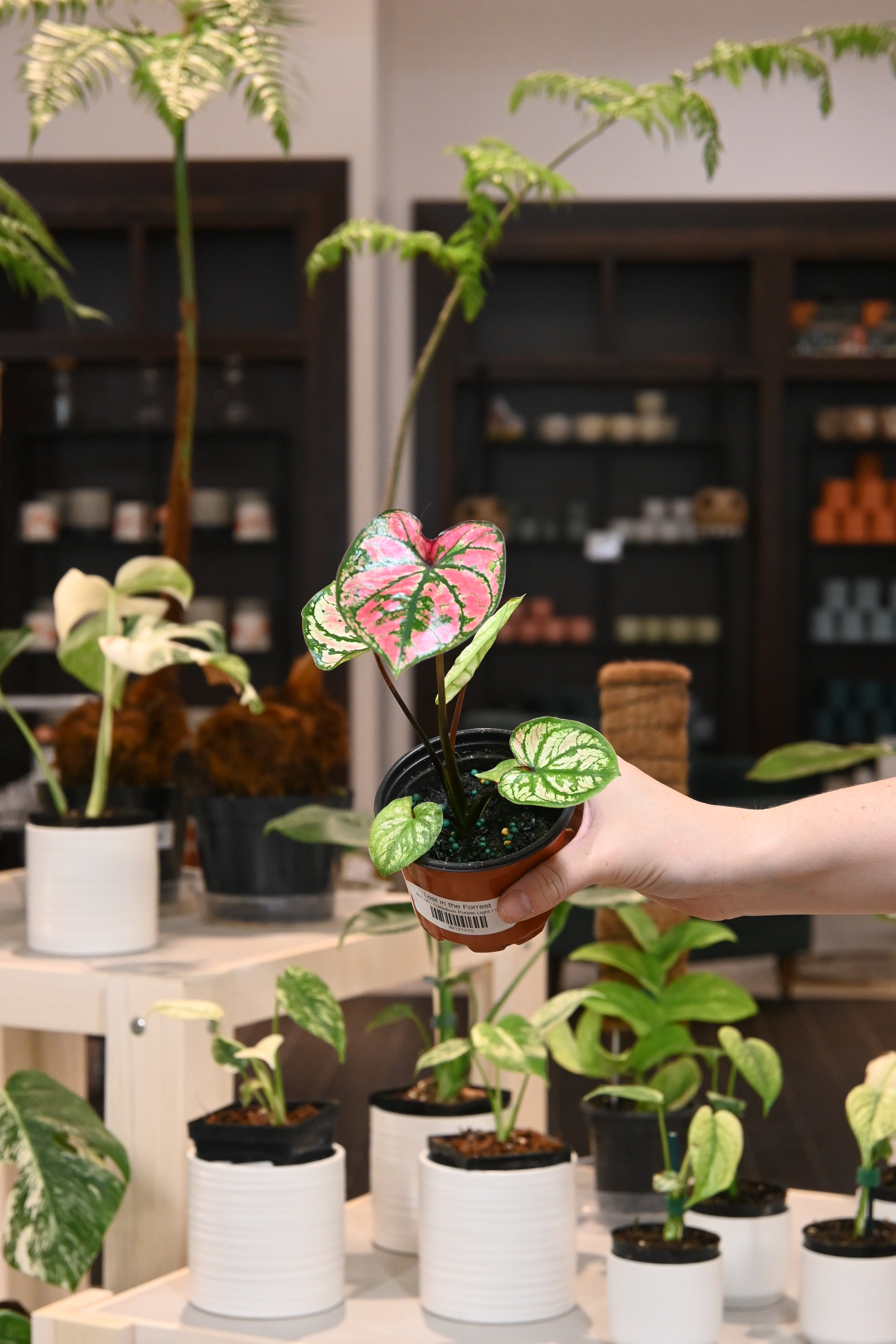 Caladium Purple Light
