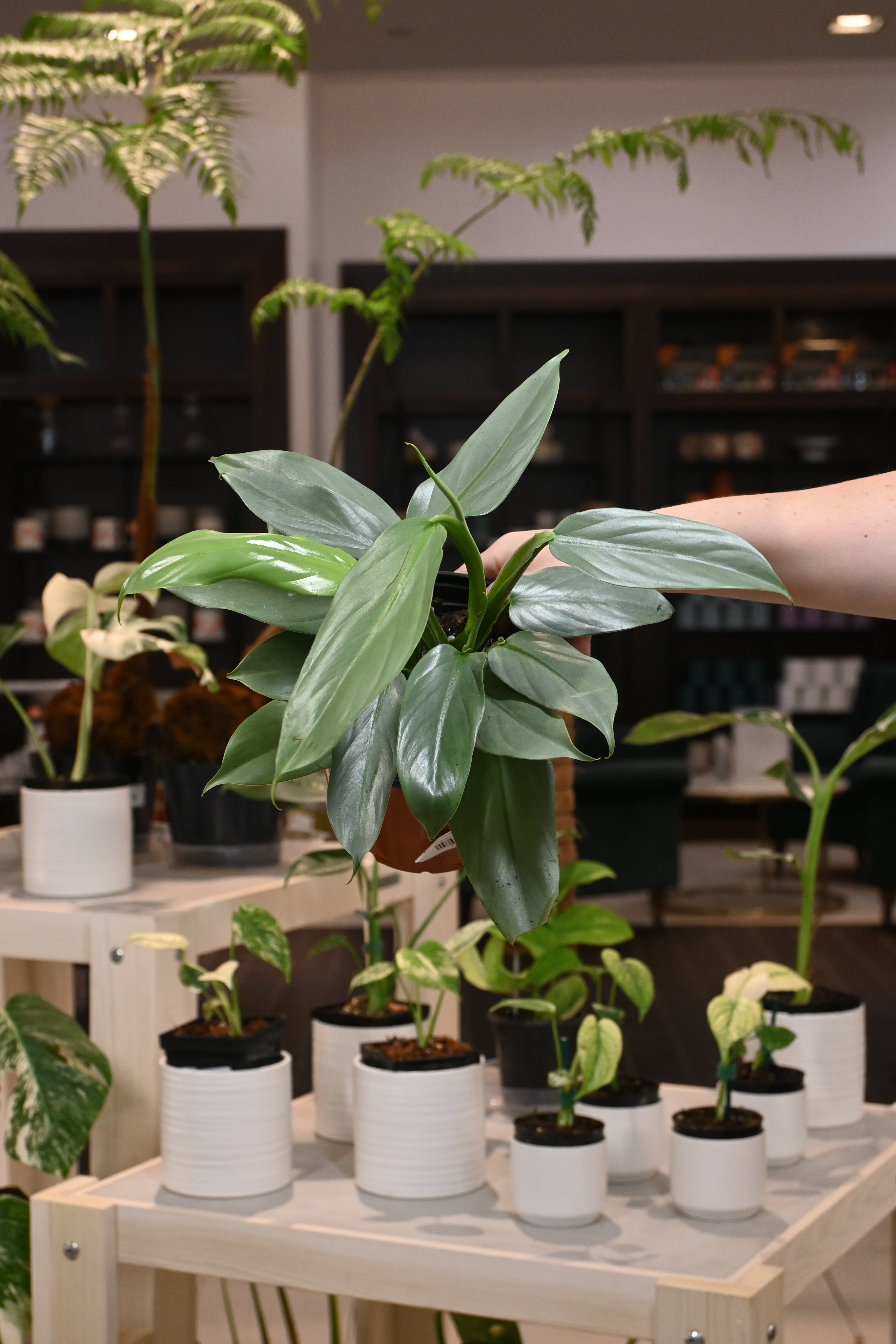 Philodendron Silver Sword